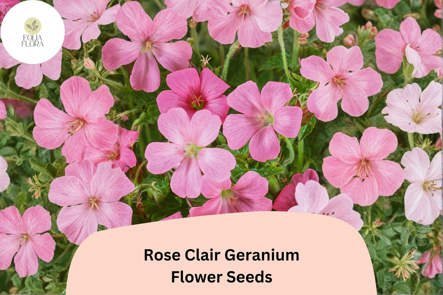 Rose Clair Geranium Seeds | Pink Cranesbill Perennial for Borders & Containers | Geranium sanguineum