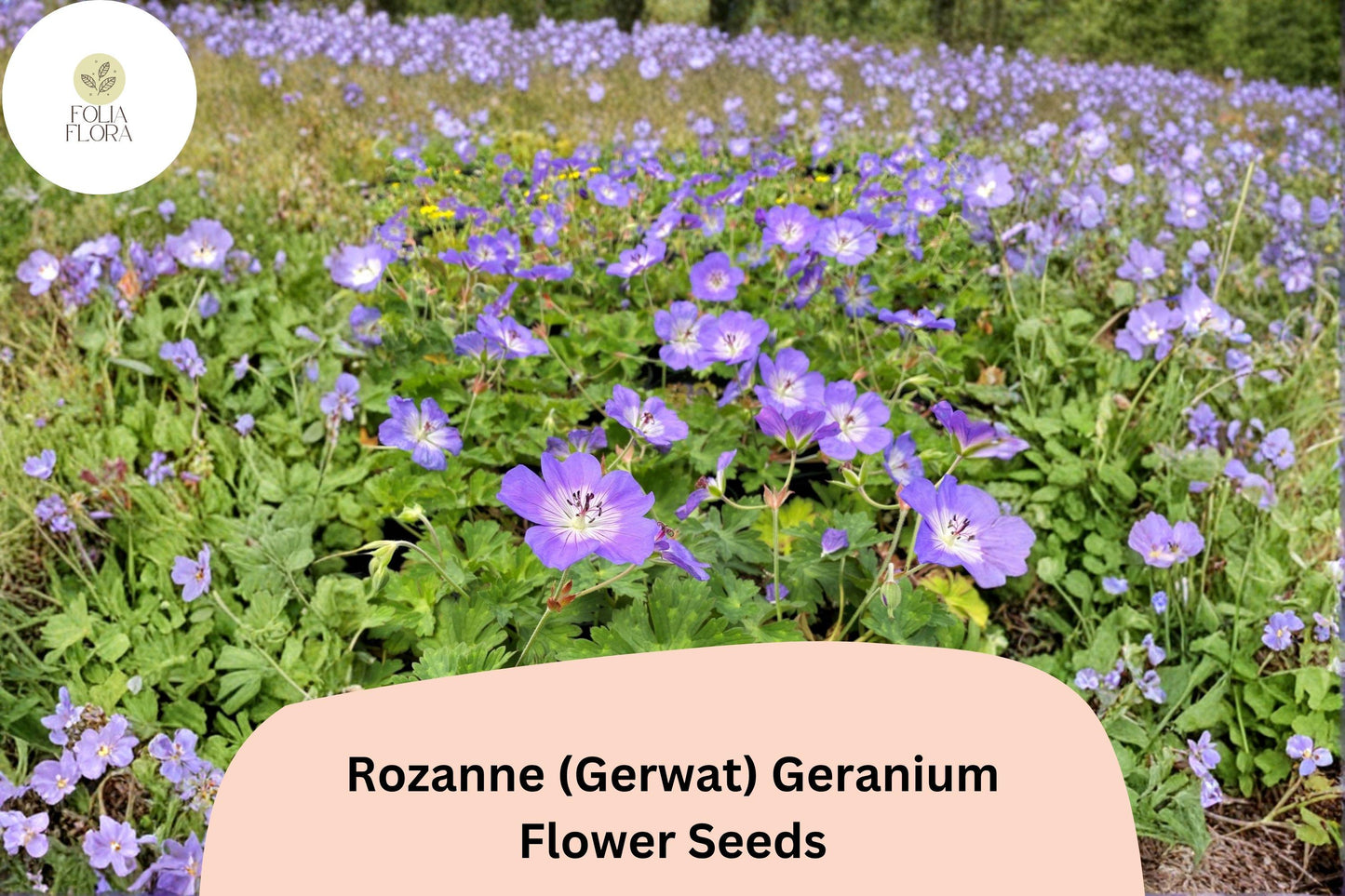 25+ Rozanne Geranium Seeds, Purple Perennial Flower, Geranium ‘Rozanne’ (Gerwat), Spreading, Long Blooming, Bee & Butterfly Attracting