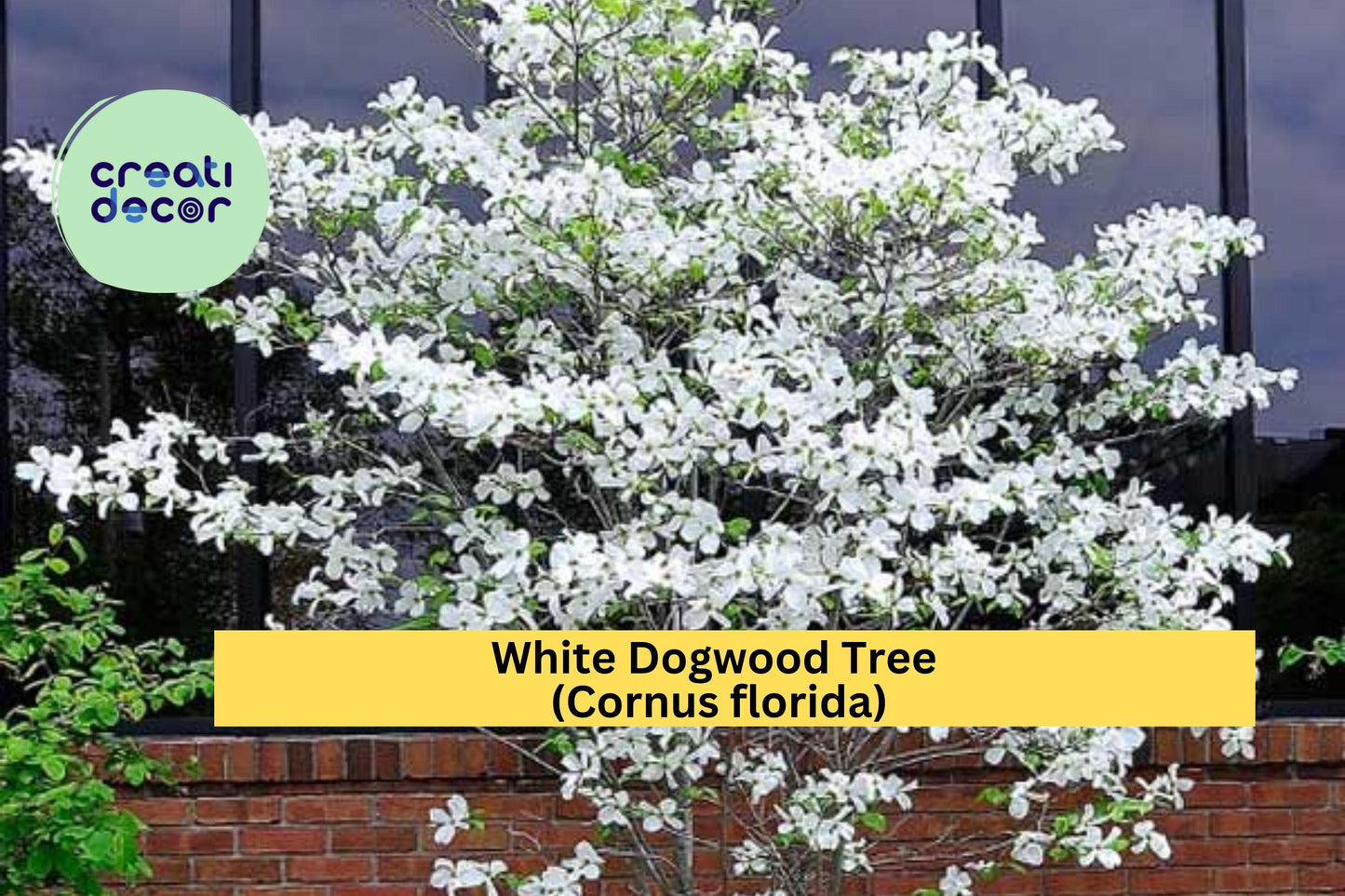 White Dogwood Tree Bare Root 12–24" Cornus florida Flowering Ornamental Tree for Garden Landscape