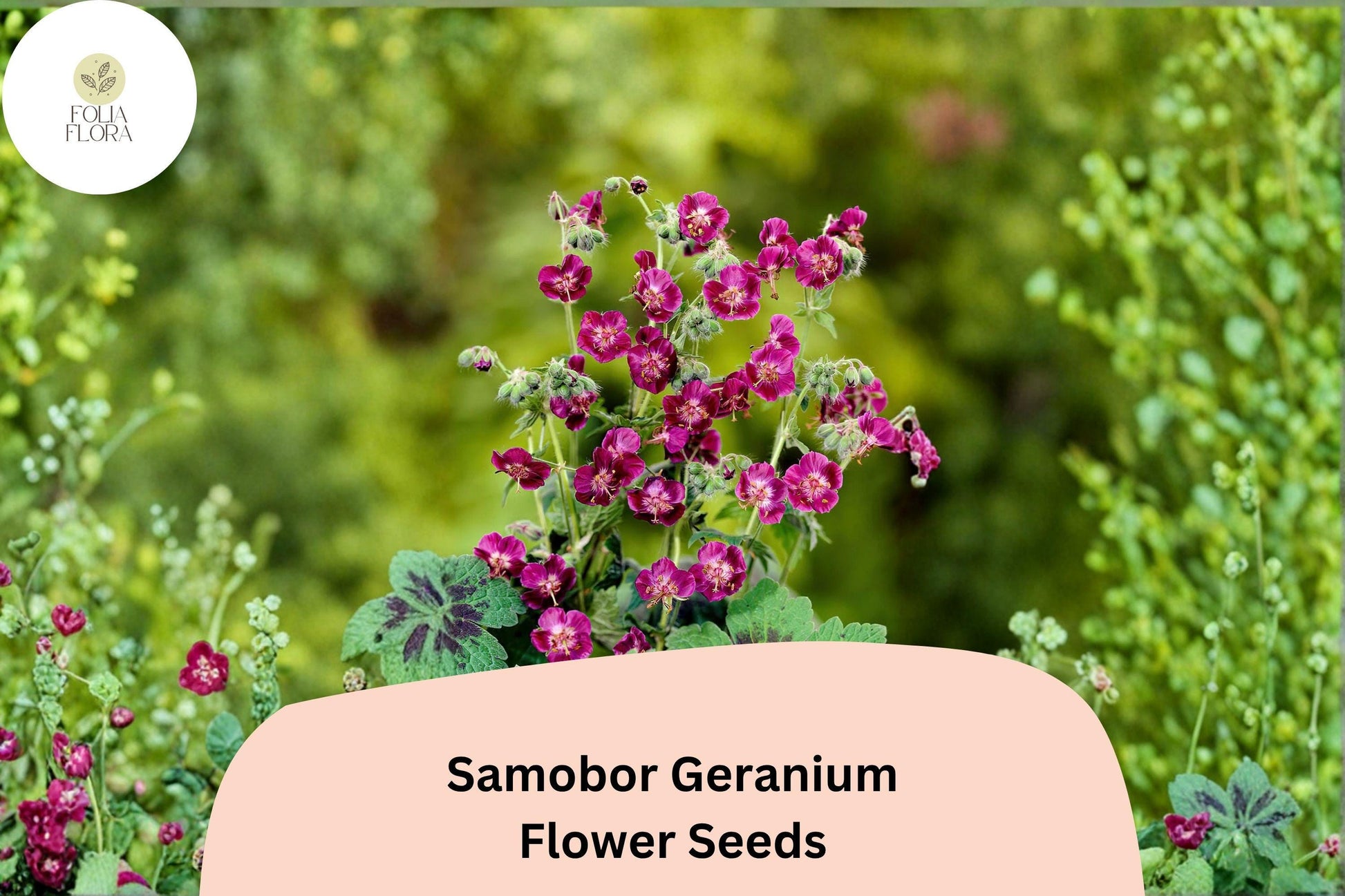 25+ Samobor Geranium Seeds | Purple Cranesbill Perennial for Shade Gardens | Geranium phaeum 'Samobor'