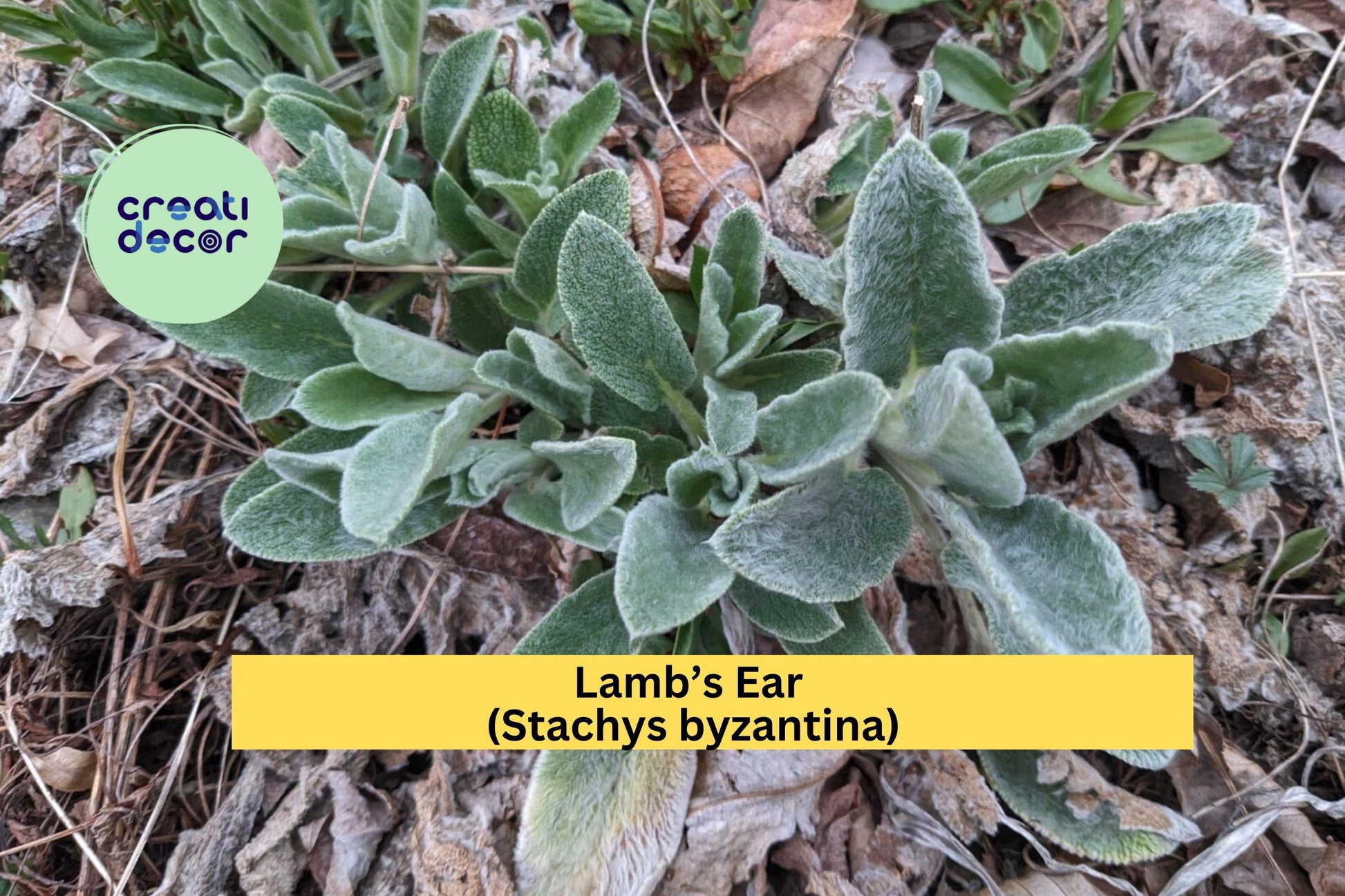 Lamb’s Ear Starter Plants – 3 Bare-Root Perennials – Silver Green Foliage – Drought-Tolerant Groundcover – Stachys byzantina
