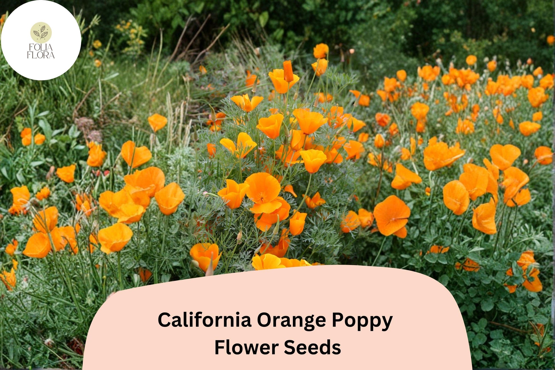 200+ California Orange Poppy Seeds for Garden Planting, Vibrant Wildflowers, Eschscholzia californica