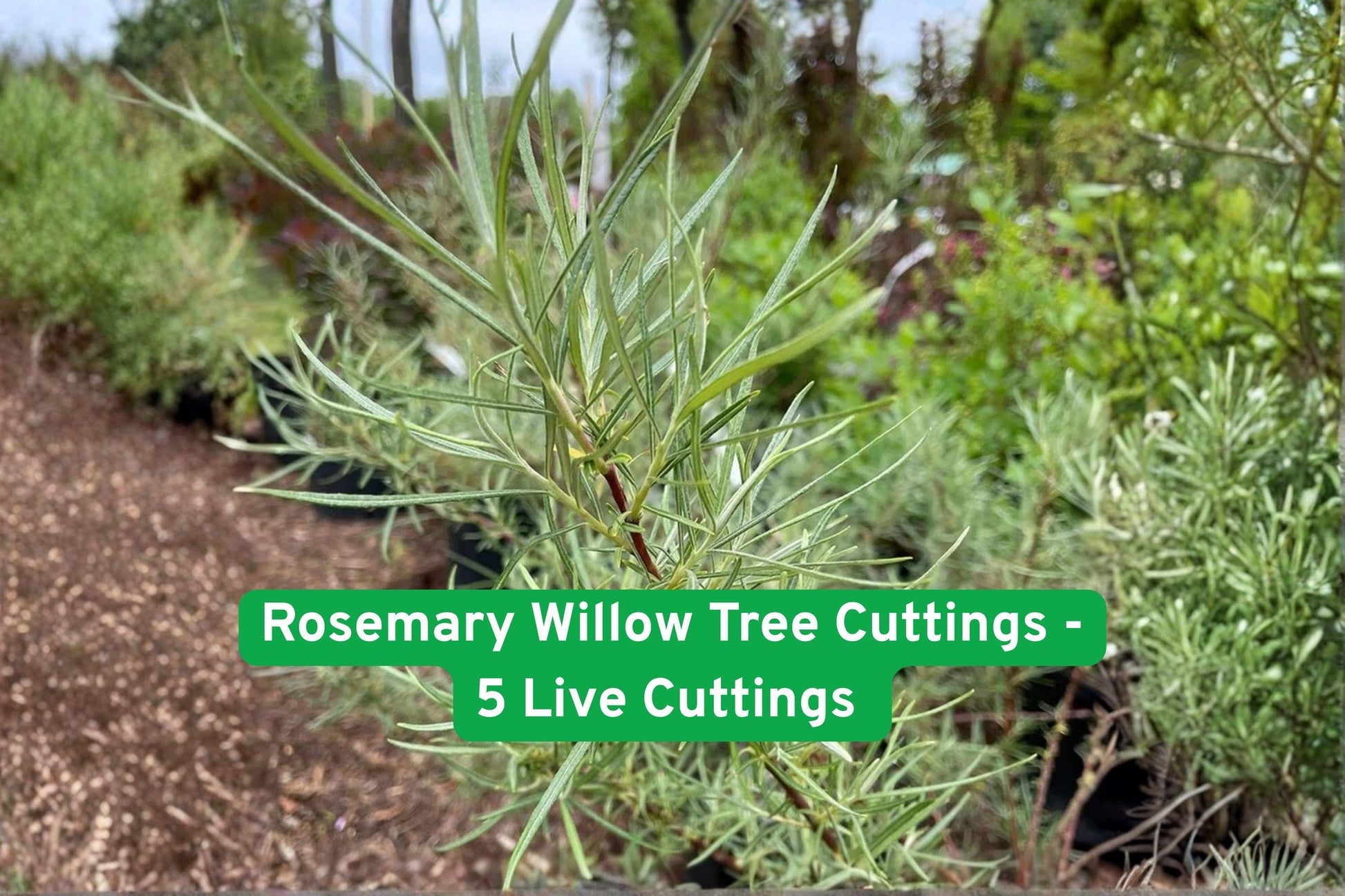 Rosemary Willow cuttings, shrub, ornamental, privacy hedge, fast-growing, green foliage, silvery leaves, landscape plant, bonsai, basketry material, garden gift, living decor, DIY gardening