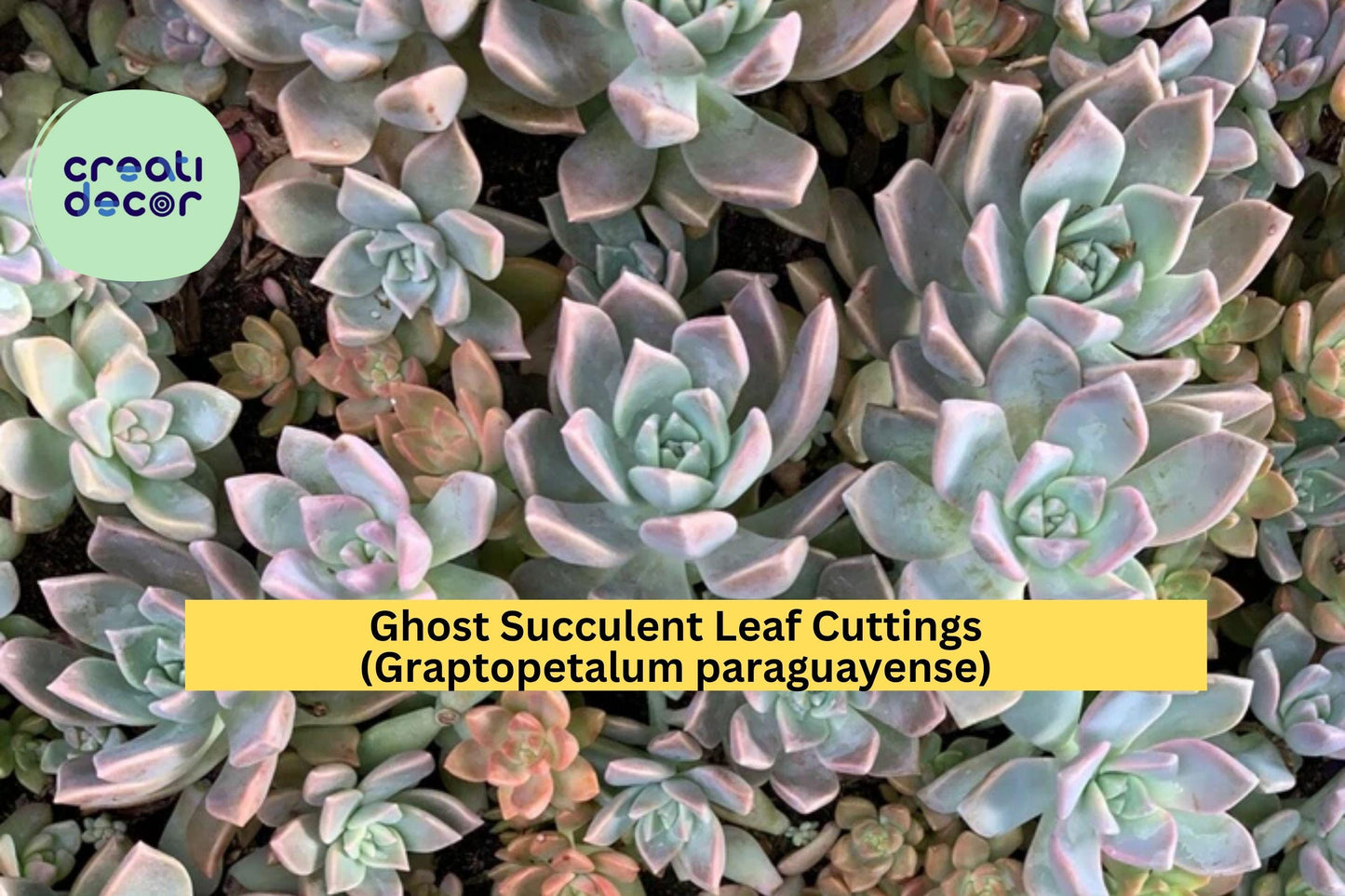 Succulent Leaf Cuttings – 20 Ghost Succulent (Graptopetalum paraguayense) Propagation Plants for DIY Planters