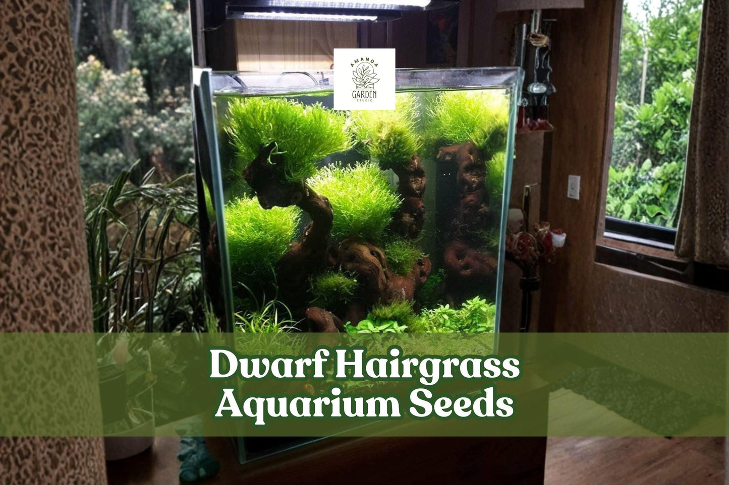 50 Dwarf Hairgrass Seeds – Aquatic Plant for Aquarium, Aquascaping, Bright Green Carpet, Eleocharis parvula