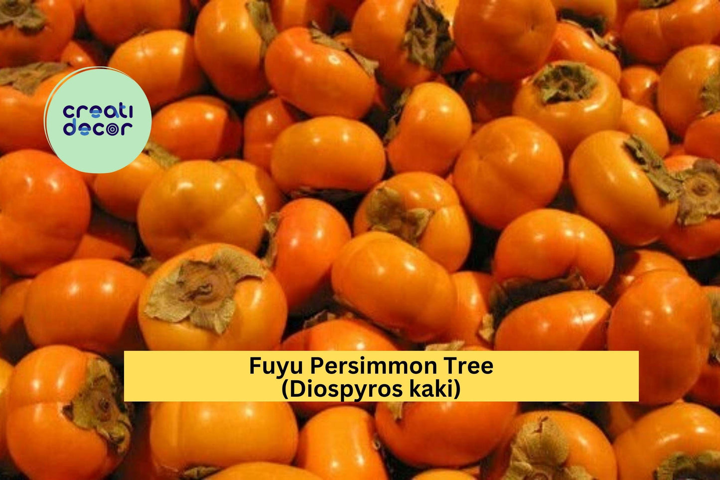 Fuyu Persimmon Tree Seedlings – 2 Live Plants, Non-Astringent Orange Fruit, Diospyros kaki, Home Orchard, Small Garden