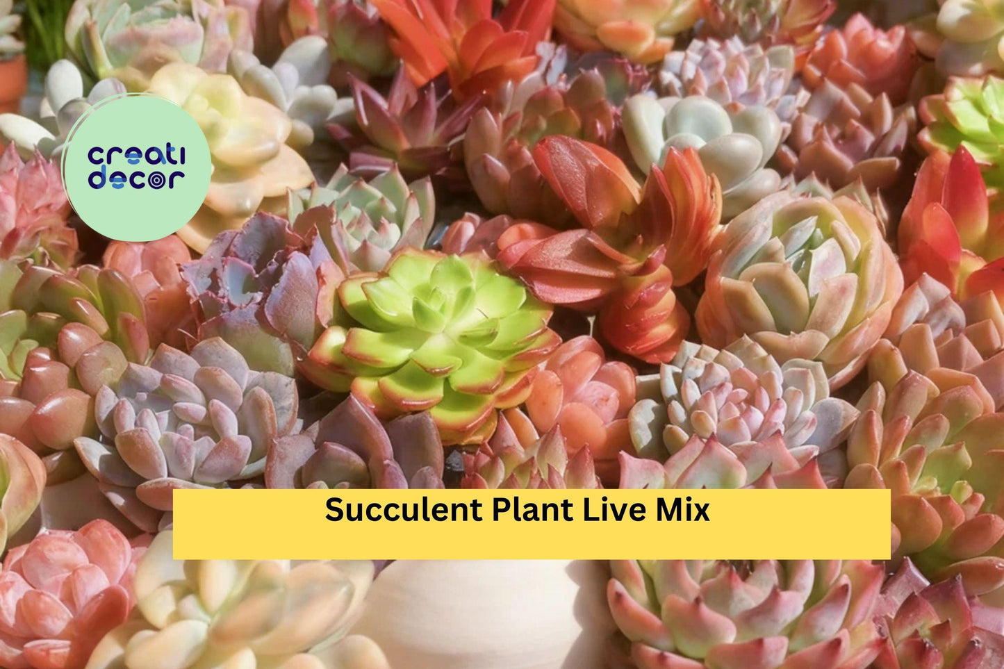 Succulent Collection – 6 Live Assorted Bare Root Plants – Indoor or Garden Decor – Echeveria, Sedum, Crassula, Graptosedum