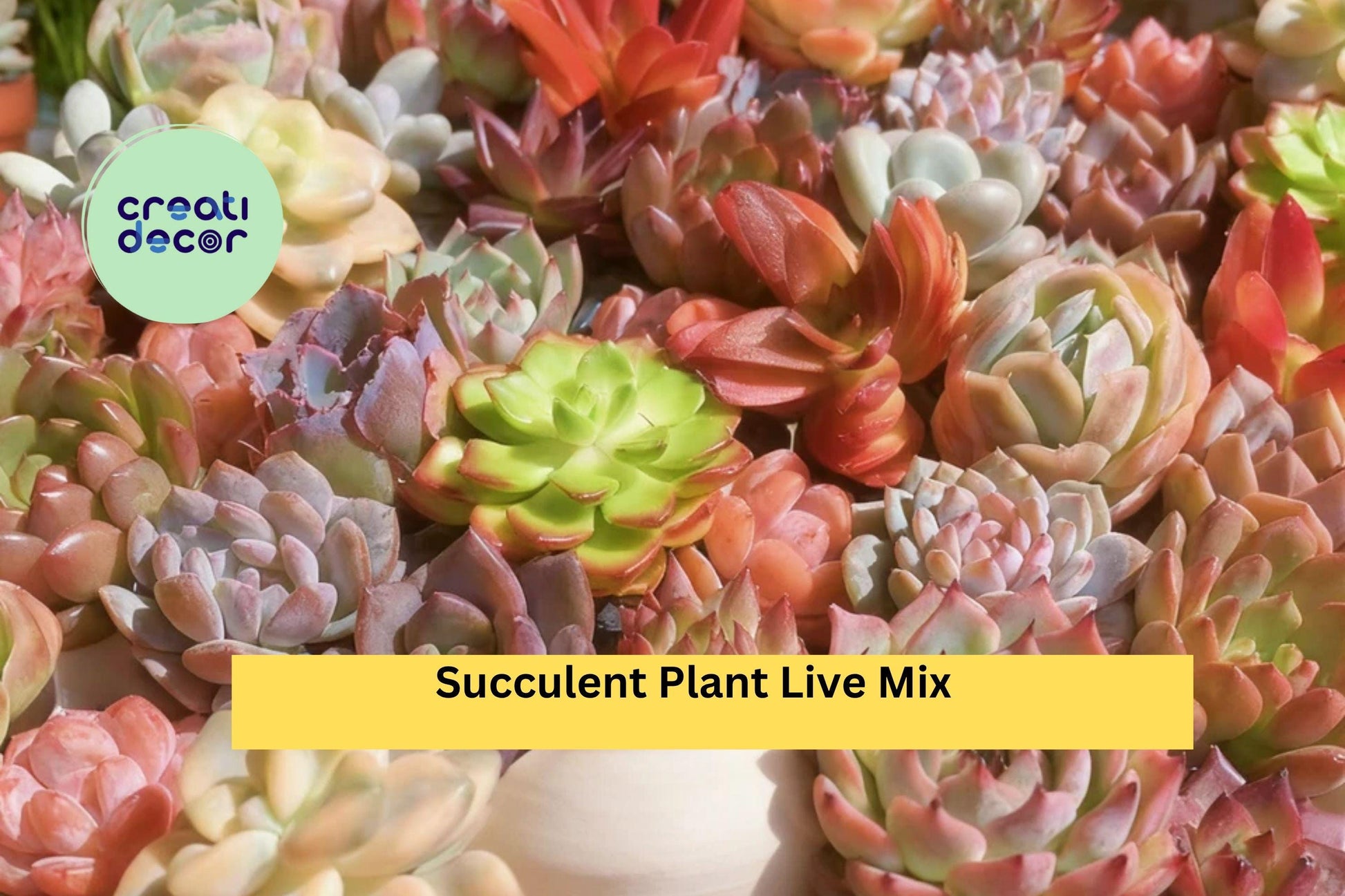 Succulent Collection – 6 Live Assorted Bare Root Plants – Indoor or Garden Decor – Echeveria, Sedum, Crassula, Graptosedum