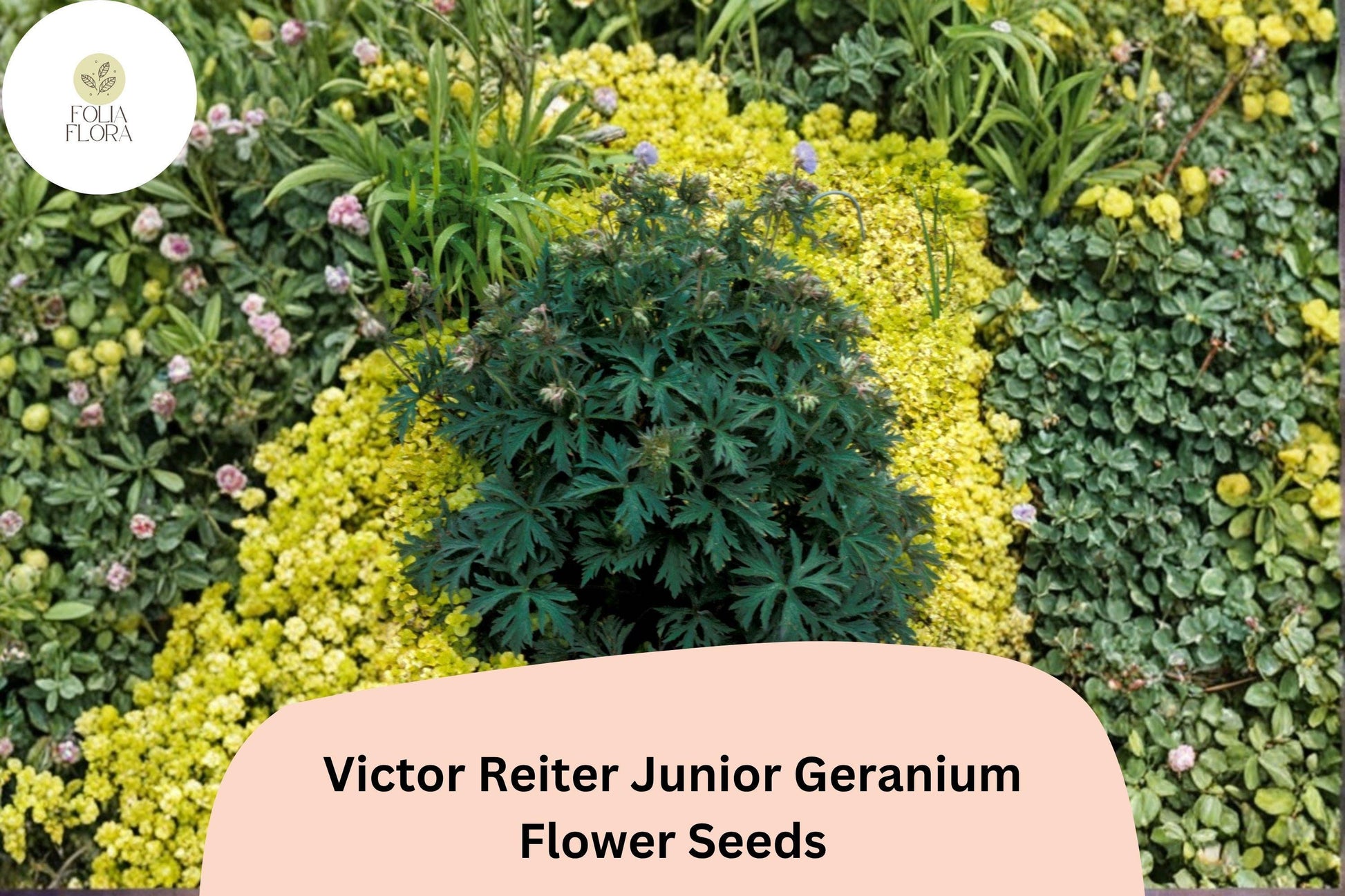 Victor Reiter Junior Geranium Seeds – Green Blooms, Perennial Cranesbill, Compact, Well-Drained Soil, Full Sun to Partial Shade