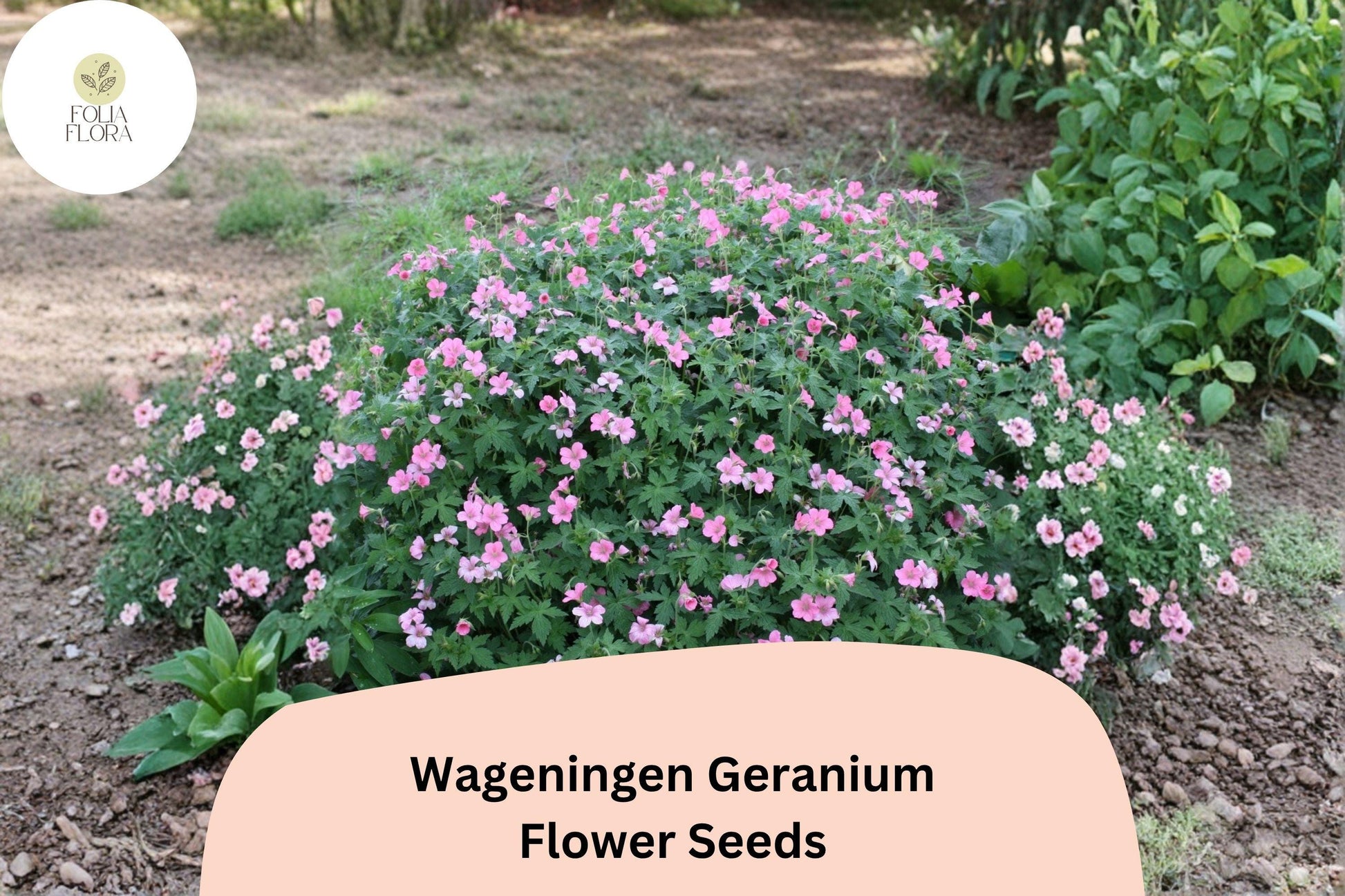 25+ Wageningen Geranium Seeds | Hardy Perennial Cranesbill Pink Blooms for Garden Beds & Borders | Geranium ‘Wageningen’