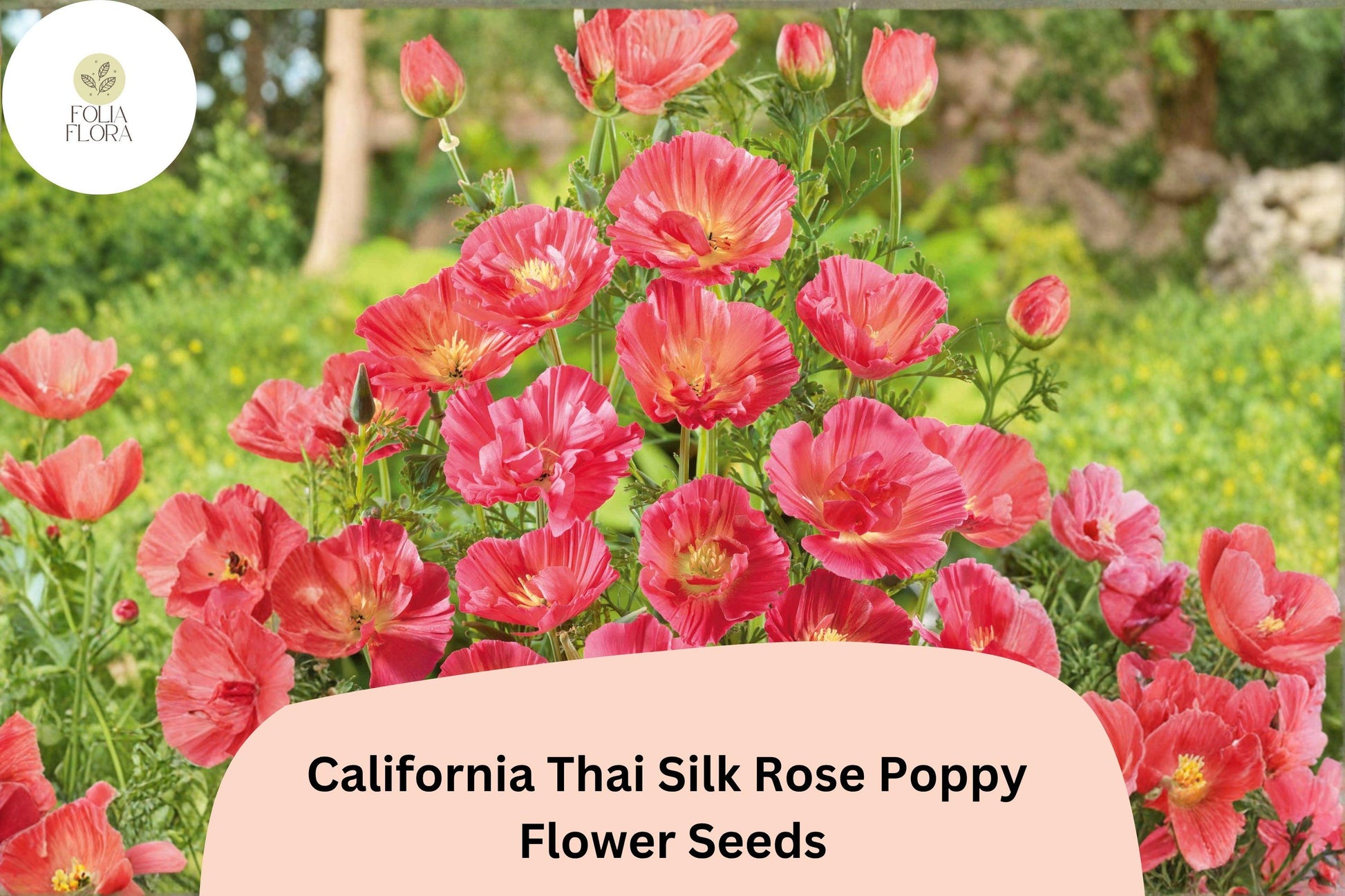 California Thai Silk Rose Poppy Seeds – Over 200 Wildflower Seeds for Garden, Meadow & Border Planting – Eschscholzia californica, Pink