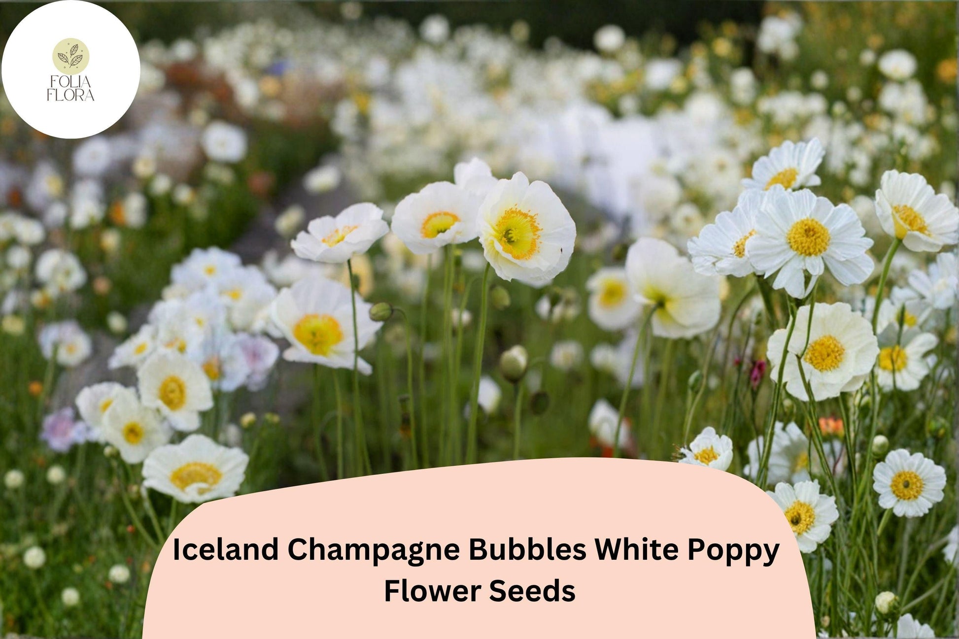 200+ Iceland White Poppy Seeds – Champagne Bubbles, Elegant Perennial Flowers, Papaver nudicaule, White Bloom Seeds