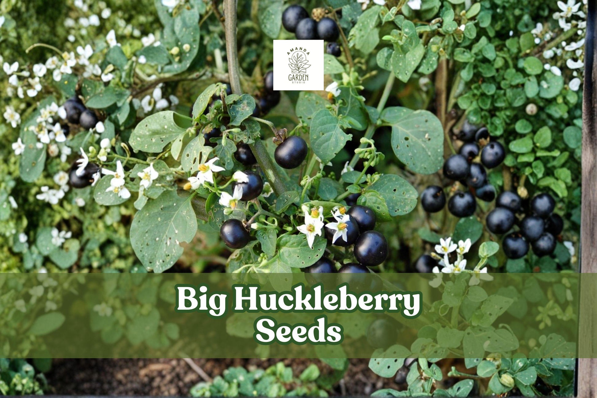 Big Huckleberry Seeds | Vaccinium membranaceum | Hardy Wild Berry Shrub for Gardens & Wildlife