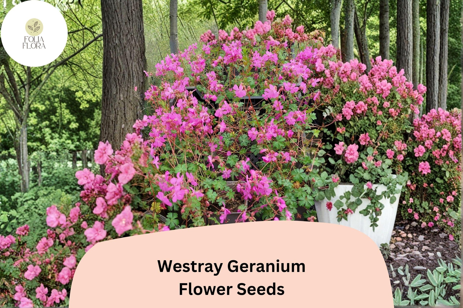 25+ Westray Geranium Seeds | Perennial Cranesbill with Pink Blooms | Geranium ‘Westray’ for Garden Borders & Pollinator Gardens