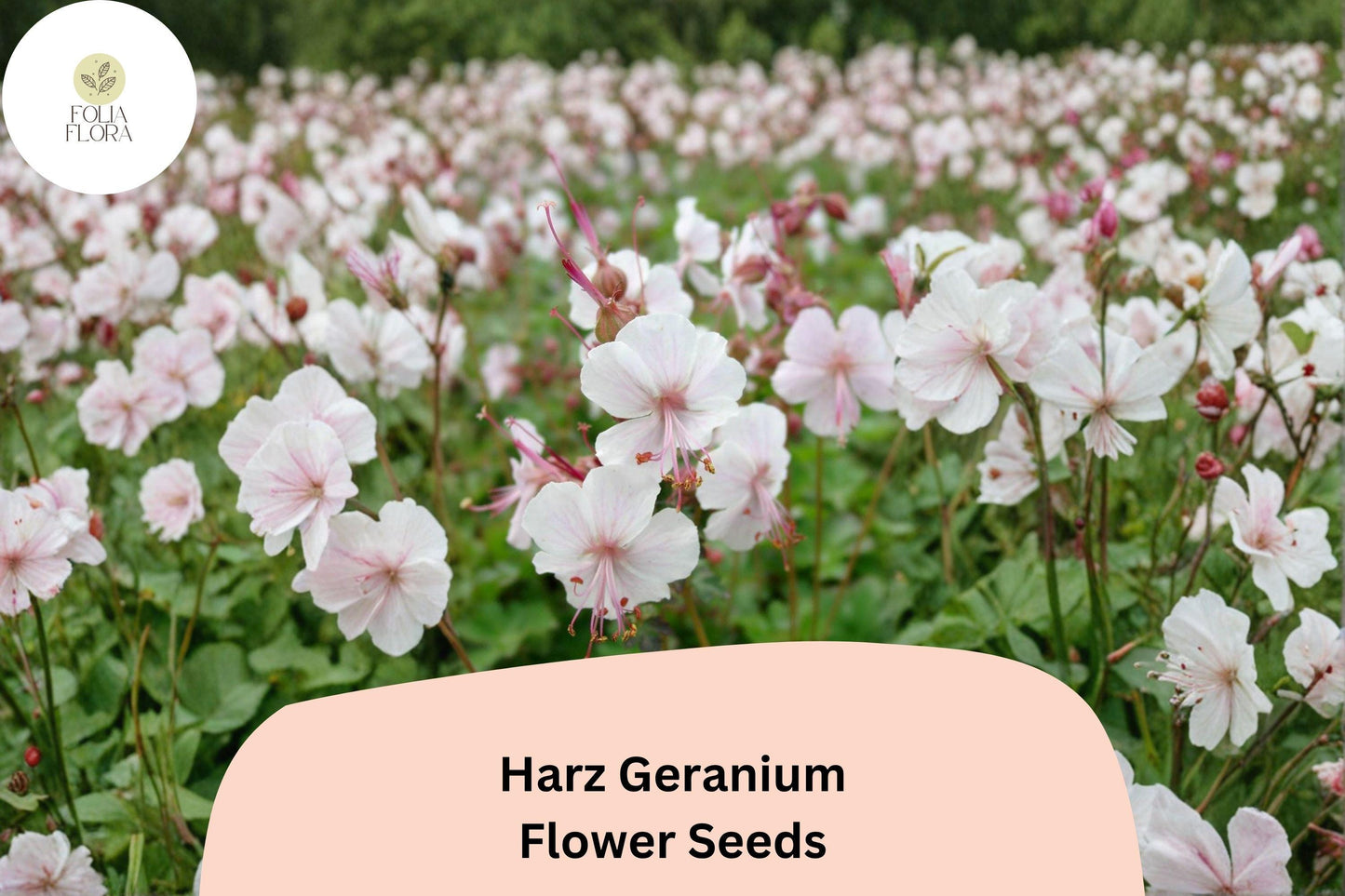 25+ Harz Geranium Seeds | White Cranesbill Perennial Flower Seeds for Garden Borders & Beds