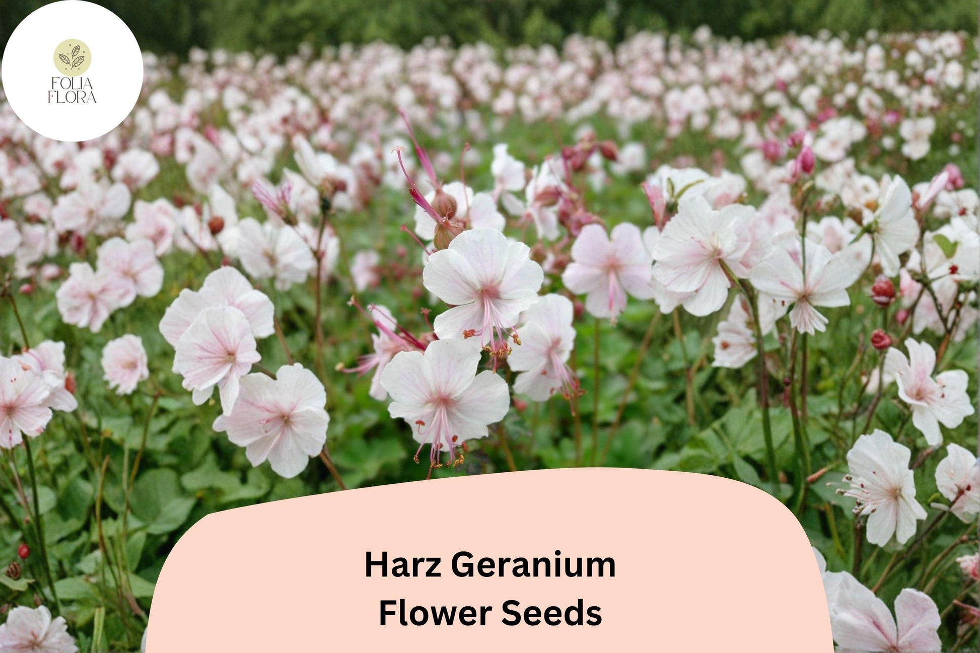 25+ Harz Geranium Seeds | White Cranesbill Perennial Flower Seeds for Garden Borders & Beds