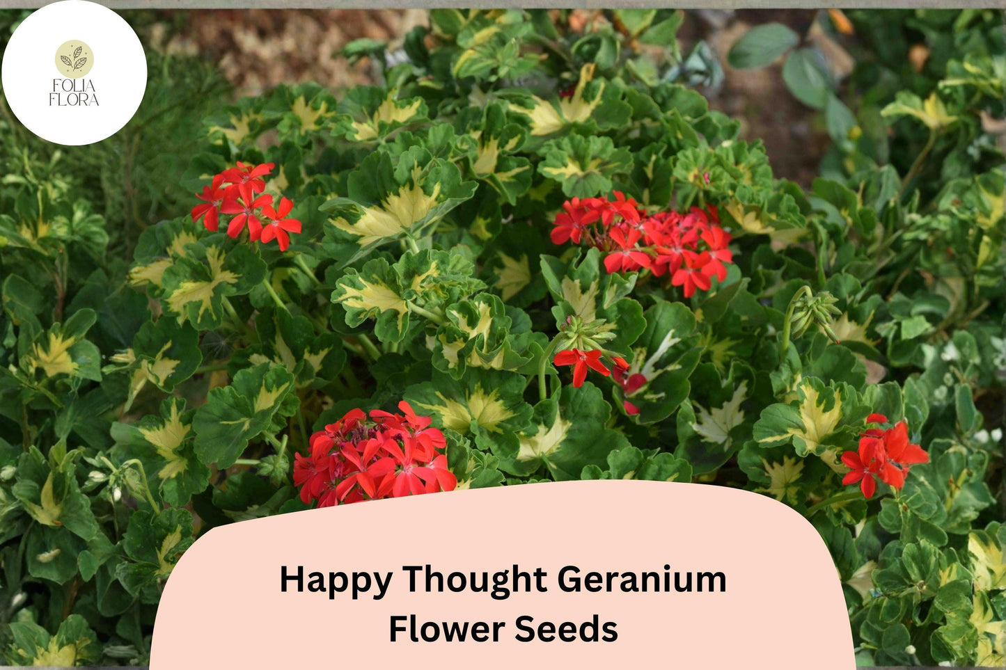 25+ Happy Thought Geranium Seeds | Zonal Pelargonium | Bright Red Flowers | Pelargonium hortorum