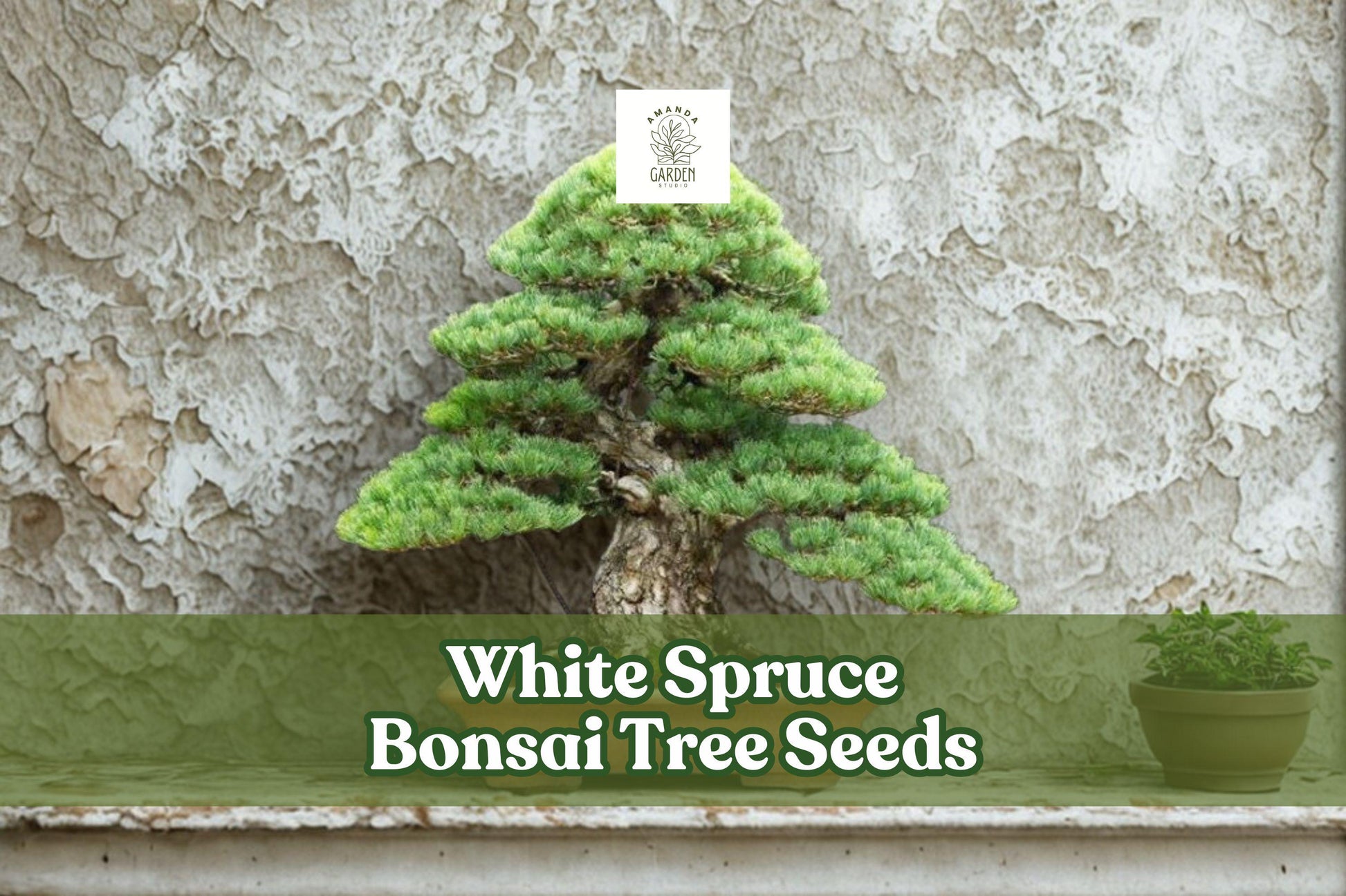 White Spruce Bonsai Seeds | Picea Glauca Evergreen Conifer for Bonsai & Landscaping