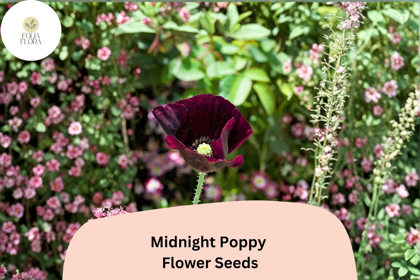 200+ Midnight Poppy Seeds – Dark Purple Heirloom Annual Flower – Papaver somniferum