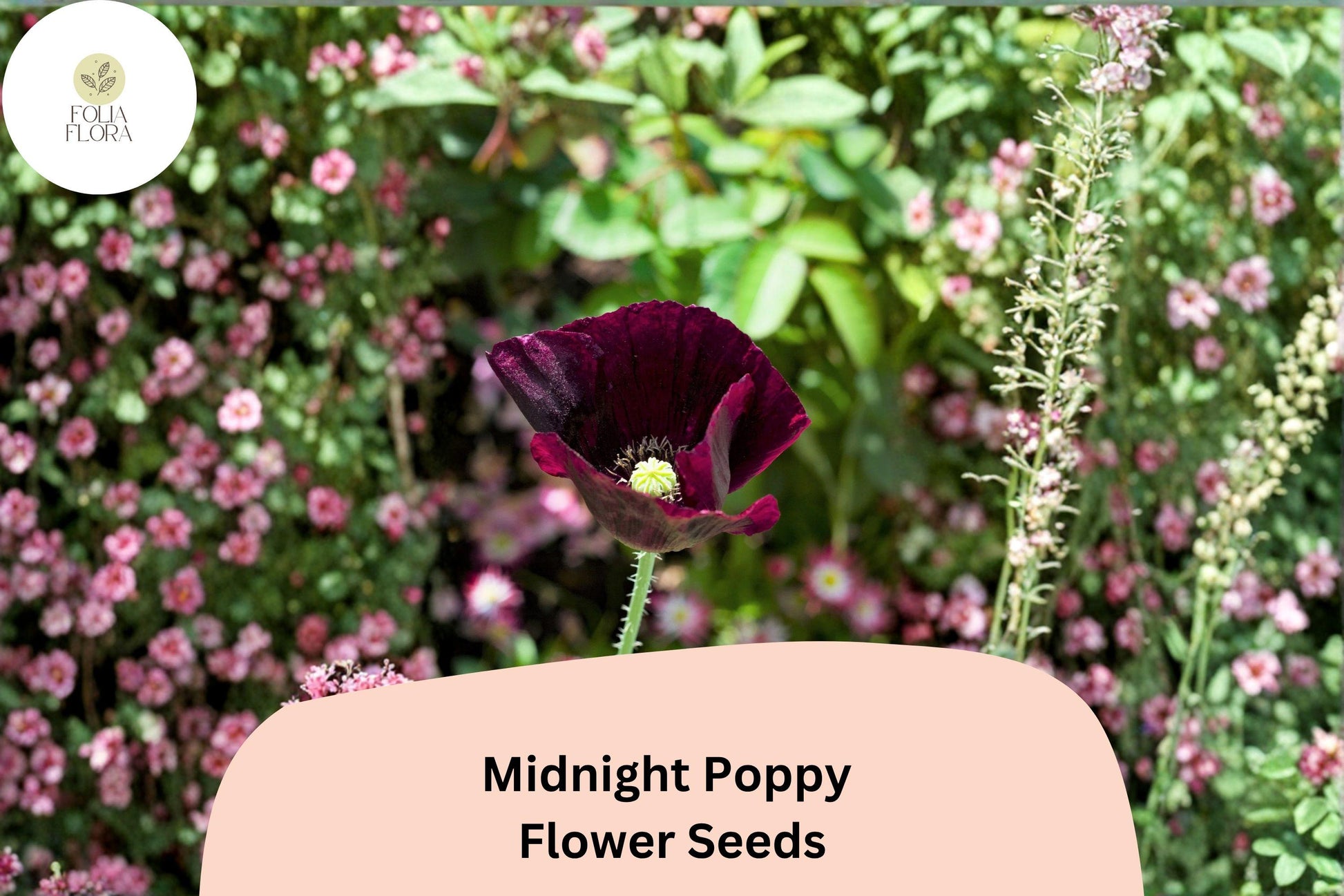 200+ Midnight Poppy Seeds – Dark Purple Heirloom Annual Flower – Papaver somniferum