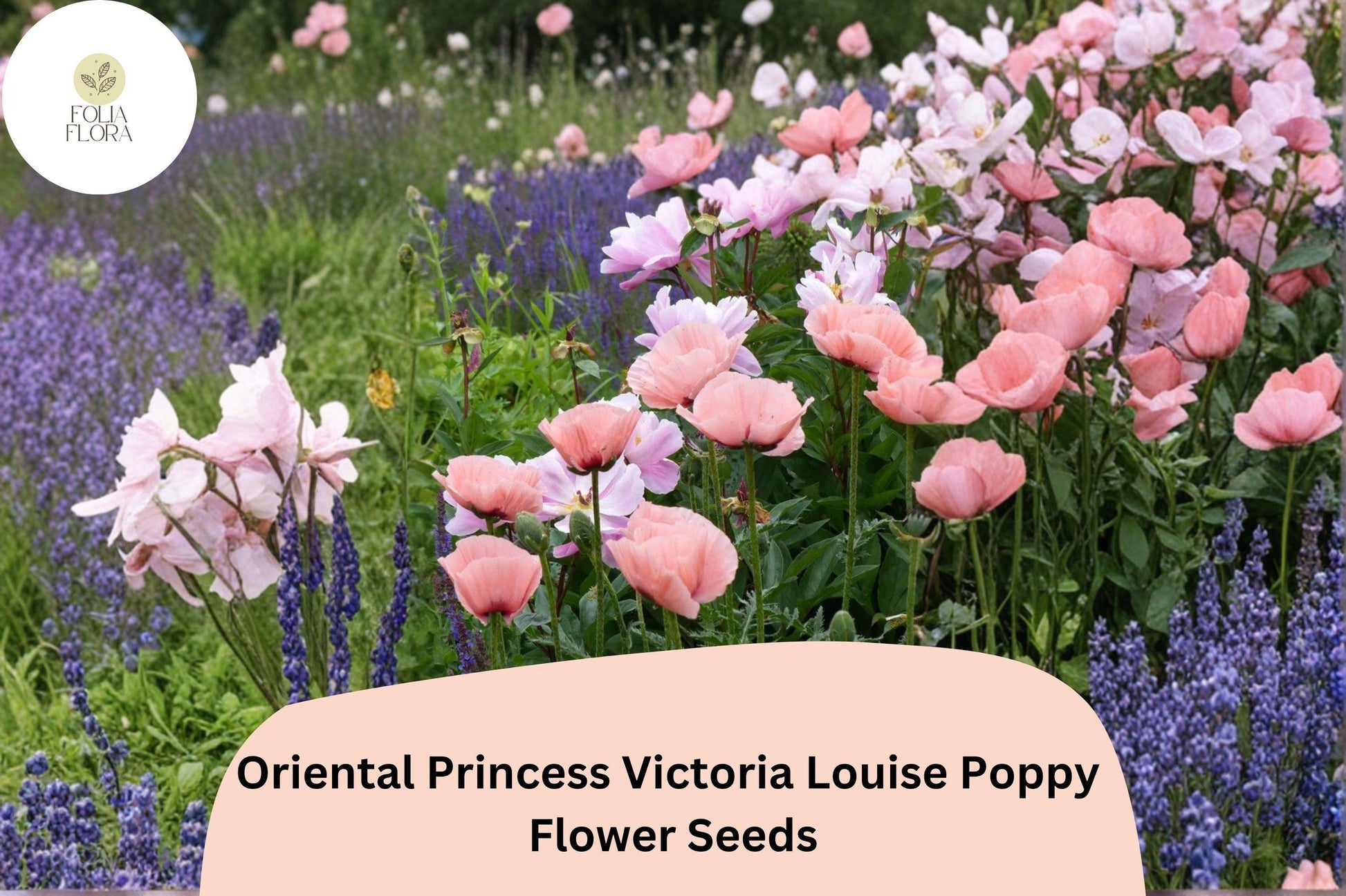 Oriental Poppy Seeds – Princess Victoria Louise Pink Perennial Flower, Papaver orientale, 200+ Seeds for Garden Beds & Borders