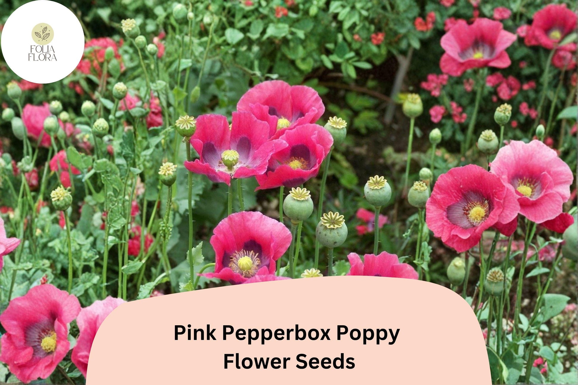 Pink Pepperbox Poppy Seeds – Perennial Flower, Soft Pink Ruffled Blooms, Papaver somniferum, Easy to Grow, Pollinator Friendly
