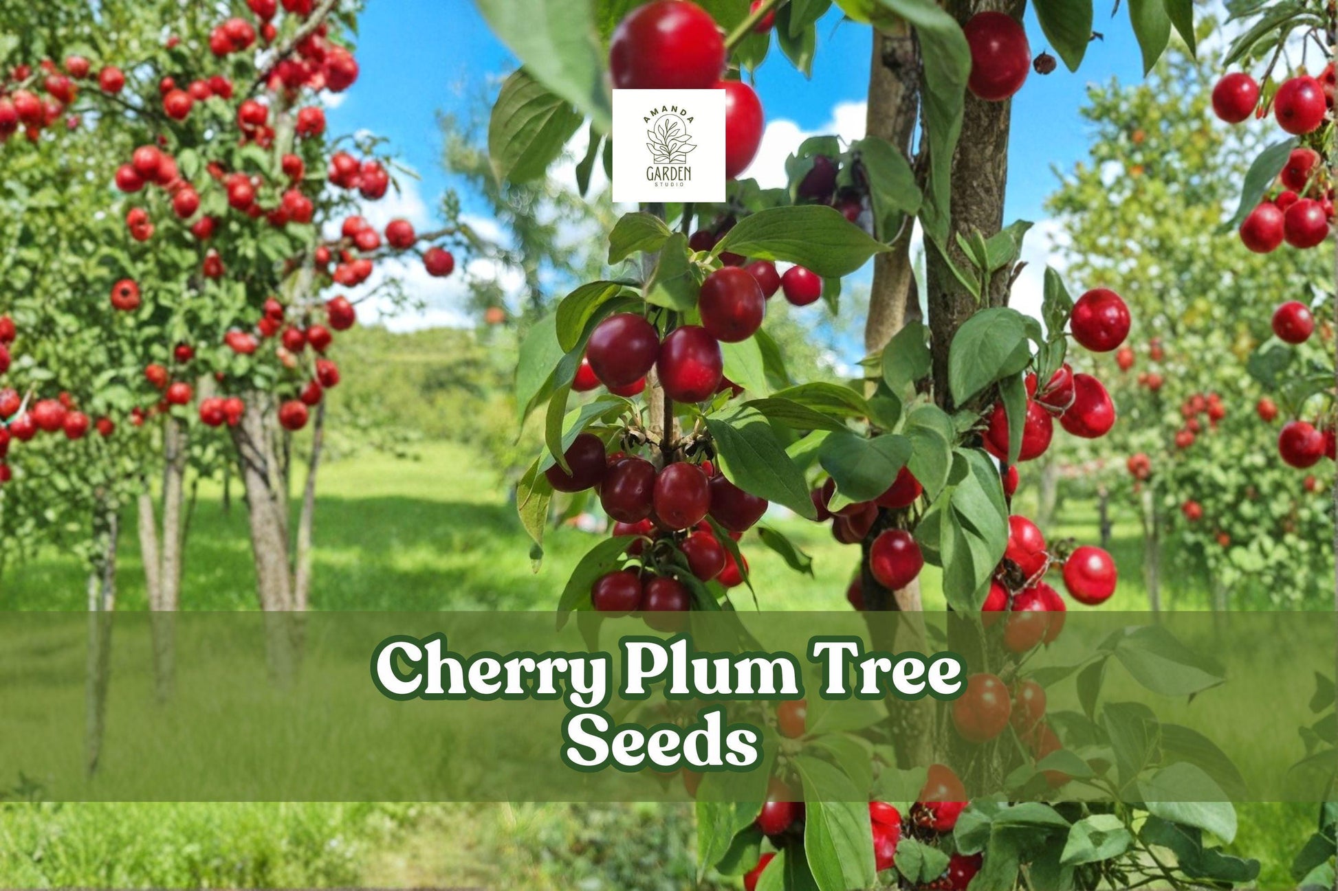 Cherry Plum Tree Seeds for Bonsai, Ornamental Flowering, Prunus cerasifera, Pink-White Blossoms, Edible Small Plums, 10 Seeds