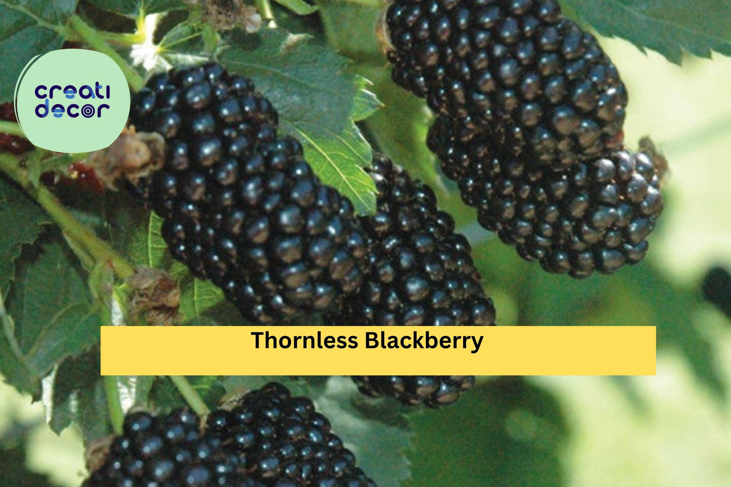 Prime-Ark Freedom Thornless Blackberry Plants – Live 2-Pack, Cold Hardy, High-Yield Fruit Bushes, Easy Grow Berry Plants, Rubus