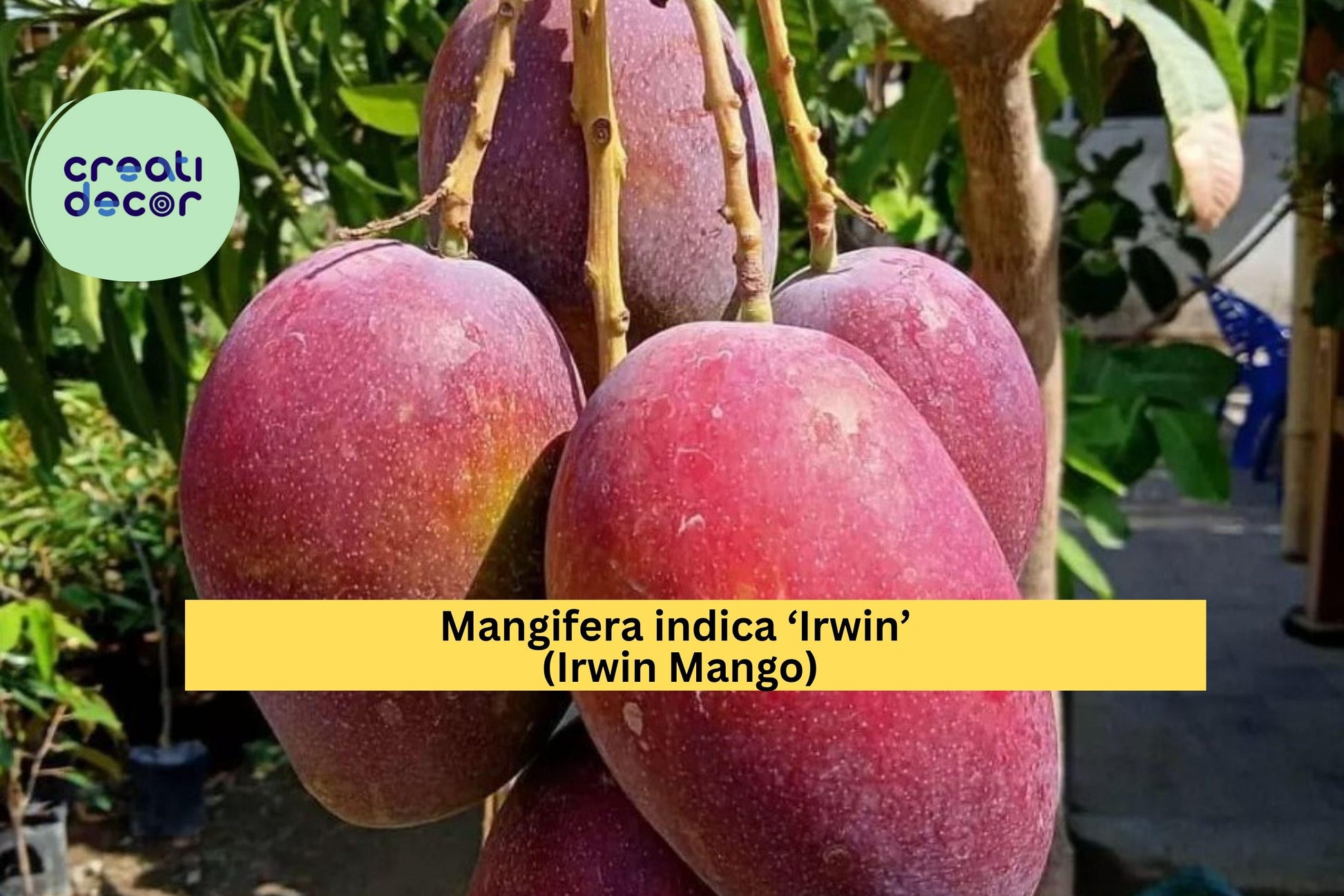 Irwin Mango Tree Live Plant 7–10 Inches, Red Tropical Fruit, Mangifera indica ‘Irwin’ for Patio or Garden
