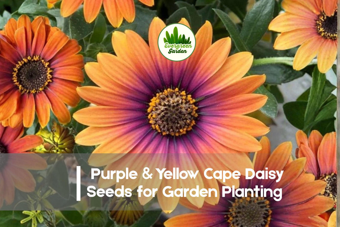 200+ Purple & Yellow Cape Daisy Seeds | Osteospermum ecklonis | Bicolor Yellow & Purple Flowers for Borders & Containers
