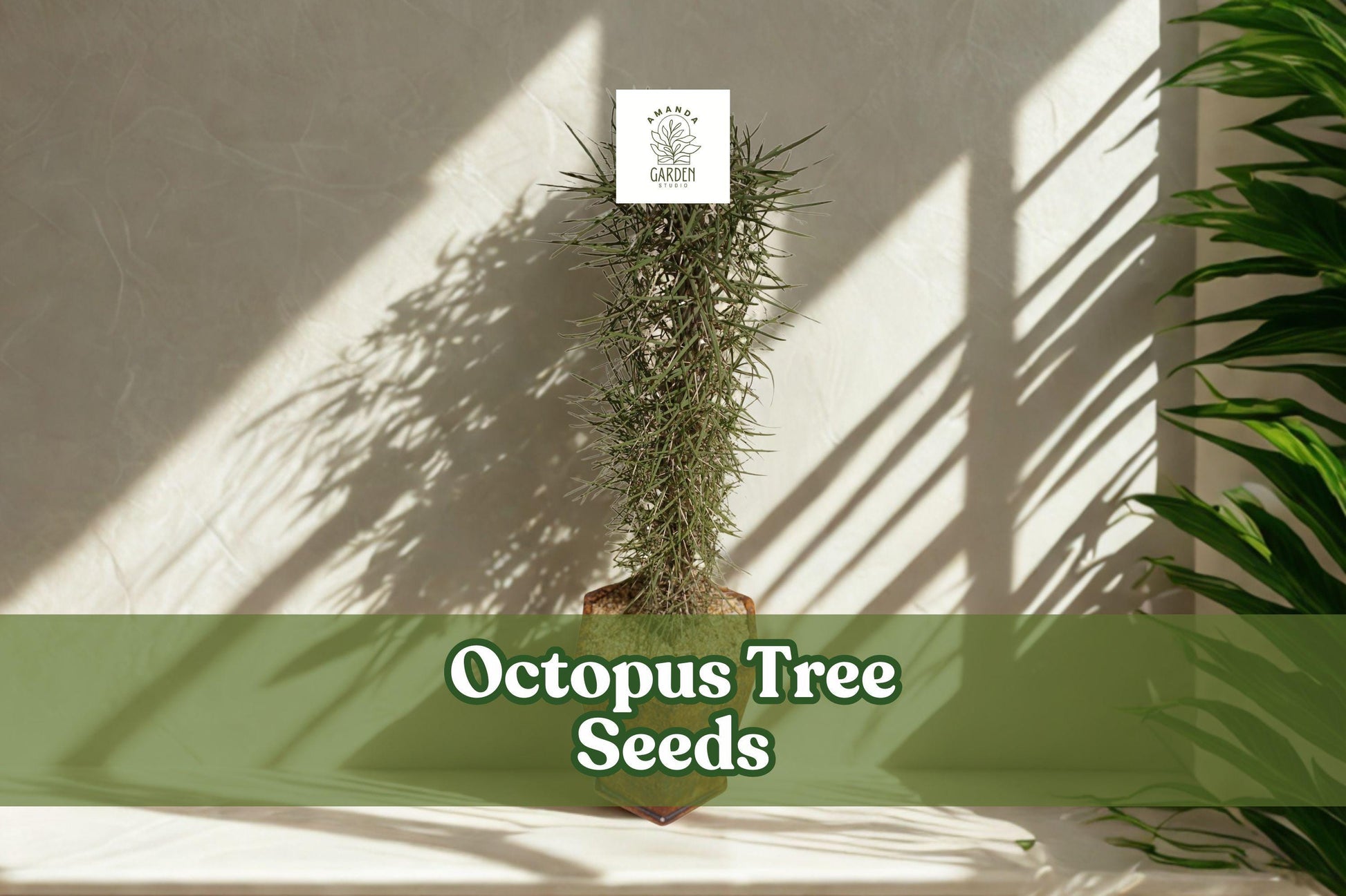 Octopus Tree Seeds (Didierea madagascariensis) – Rare Succulent for Bonsai & Desert Gardens, Exotic Madagascar Plant