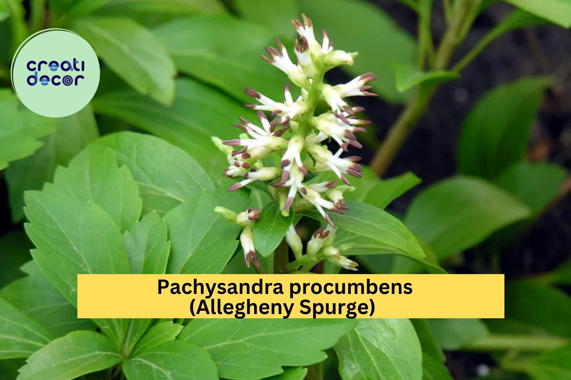Pachysandra procumbens Rooted Cuttings – Native Groundcover Plant, Shade-Loving Evergreen Perennial, Allegheny Spurge