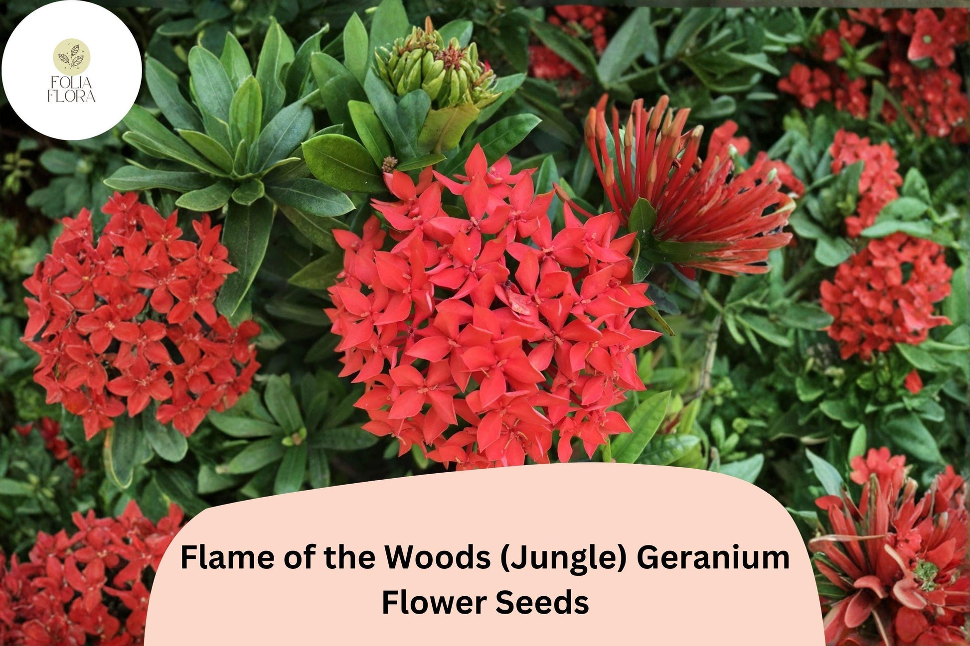 25+ Flame of the Woods Geranium Seeds | Red-Orange Pelargonium | Tropical Garden Flowers | Jungle Geranium Pelargonium × hortorum