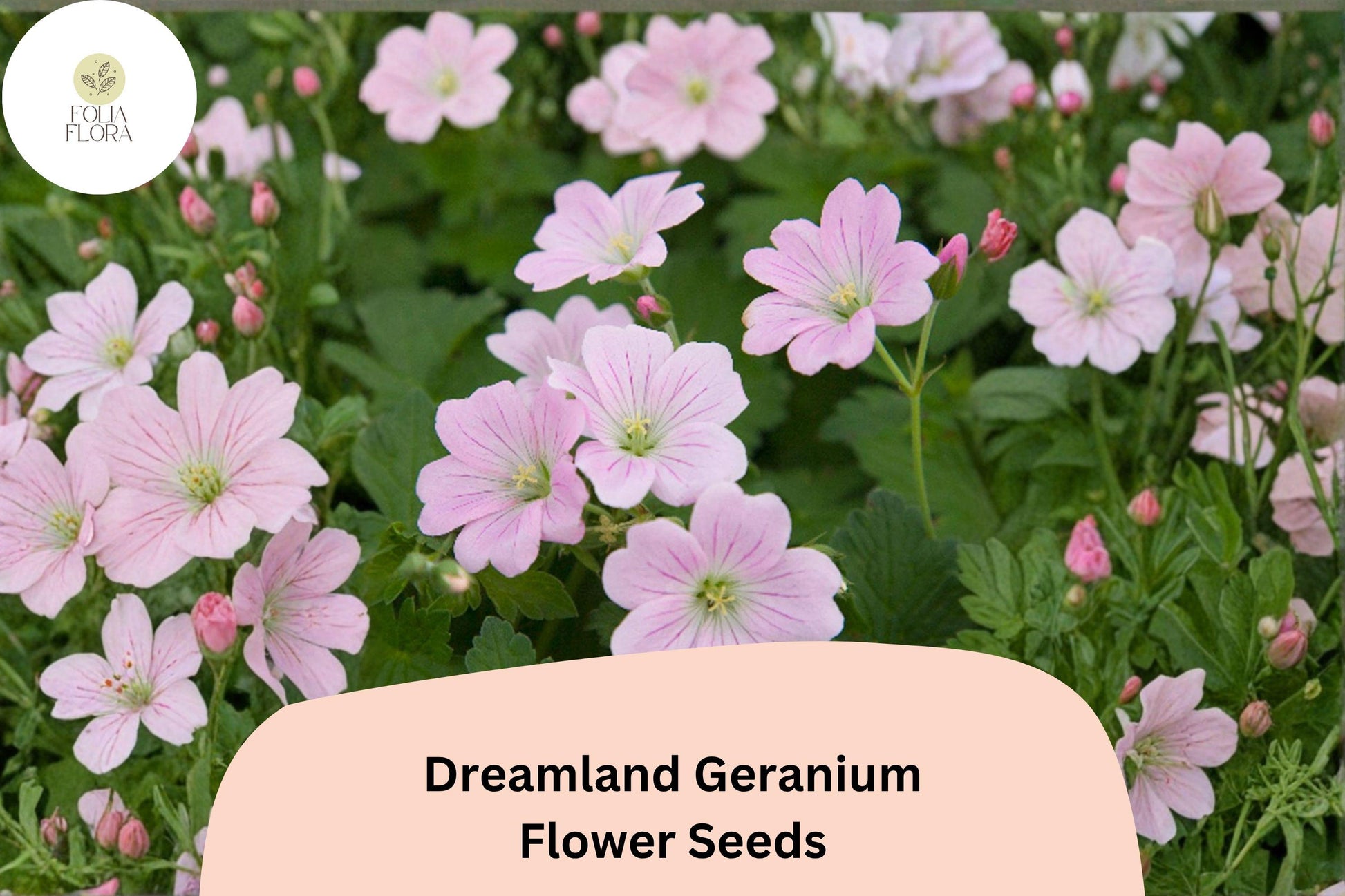 25+ Dreamland Geranium Seeds | Pink Hardy Perennial Cranesbill | Ground Cover & Garden Flower | Geranium ‘Dreamland’