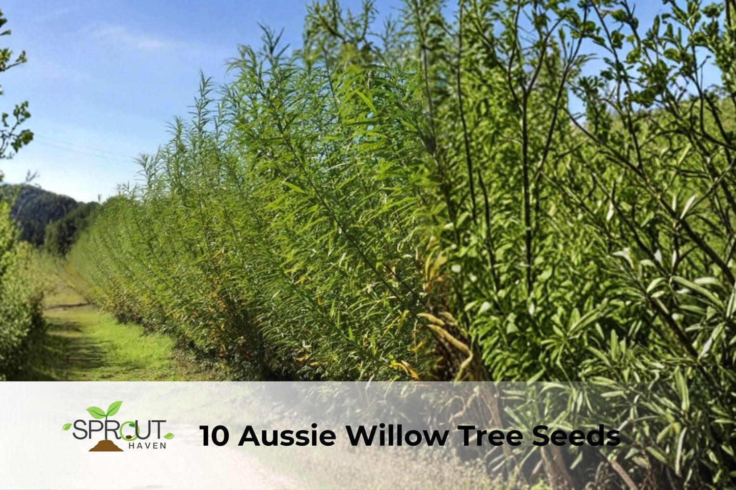 Aussie Willow Tree Seeds | Geijera parviflora | Fast-Growing Evergreen Privacy & Shade Tree | 10 Seeds