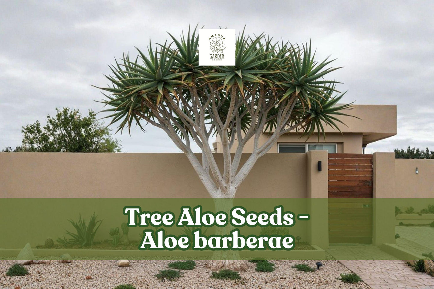 Tree Aloe Seeds (Aloe barberae) – Rare Succulent Tree Seeds for Xeriscape, Rock Gardens, Drought-Tolerant Plants, 5 Pack
