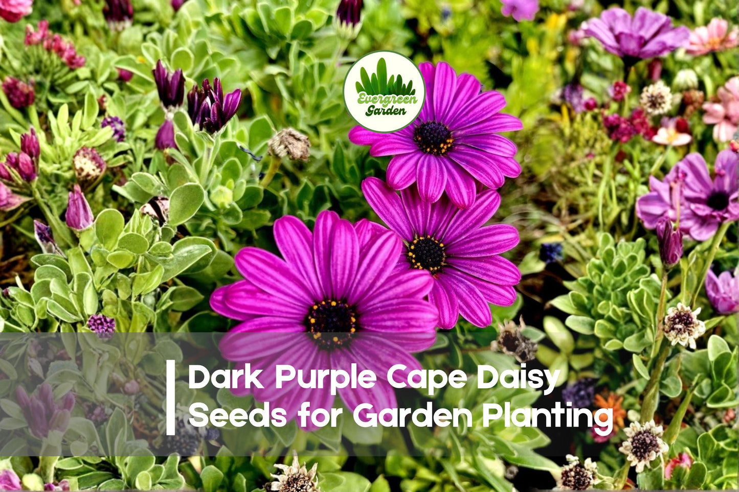 200+ Dark Purple Cape Daisy Seeds - Osteospermum ecklonis, Violet Purple Blooms, Perennial, Sun-Loving, Butterfly & Pollinator Friendly