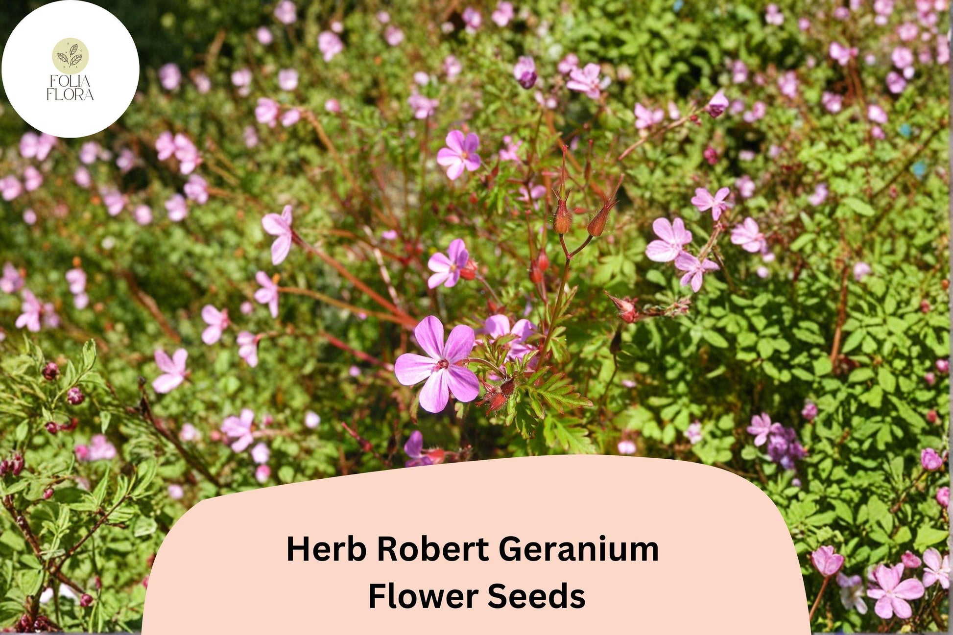Herb Robert Geranium Seeds – Pink Flowers, Hardy Perennial, Geranium robertianum, Pollinator Friendly, Easy to Grow, 25+ Seeds