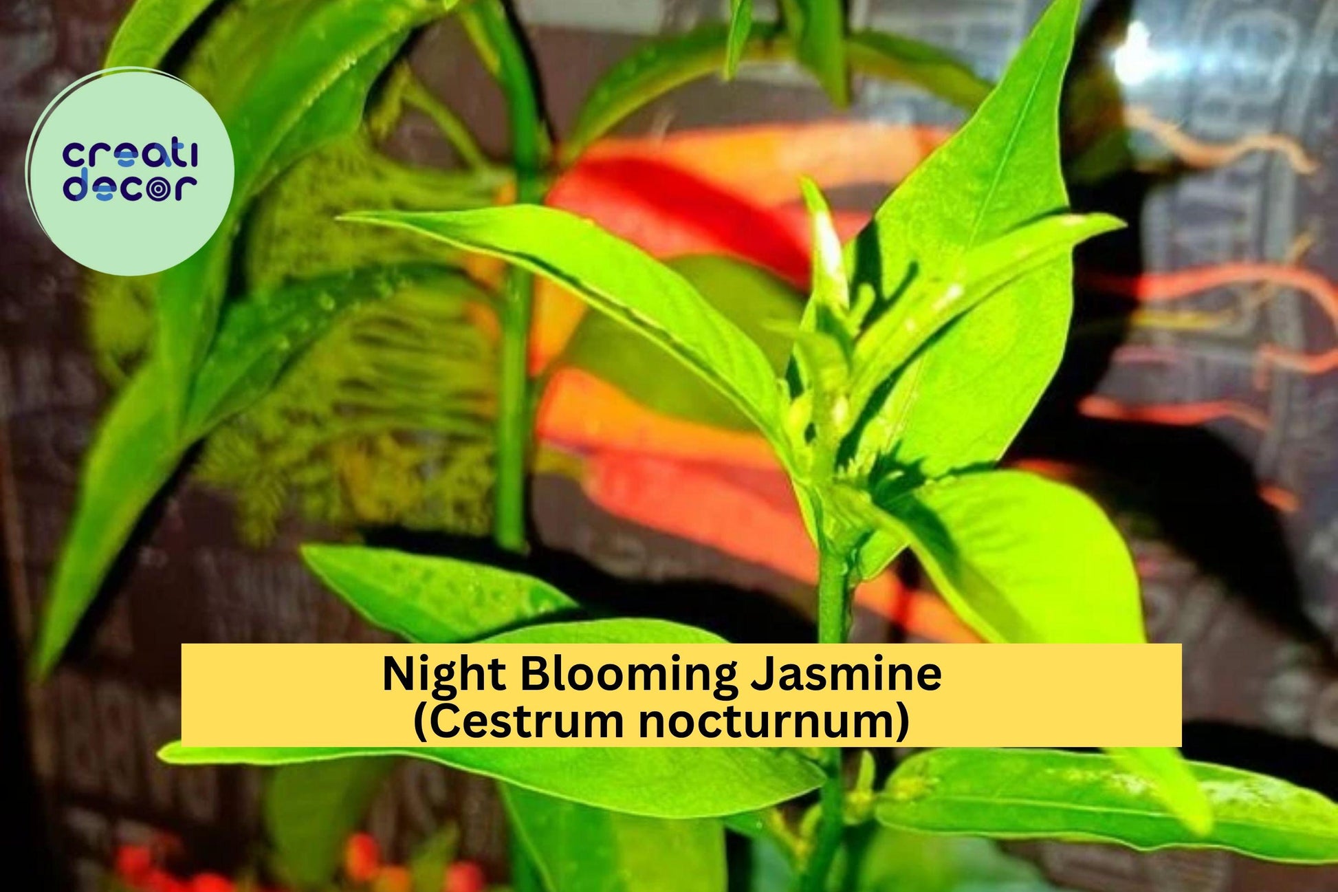 Night Blooming Jasmine Live Plant – 10 Inch Cestrum nocturnum Fragrant Flowering Shrub in Container