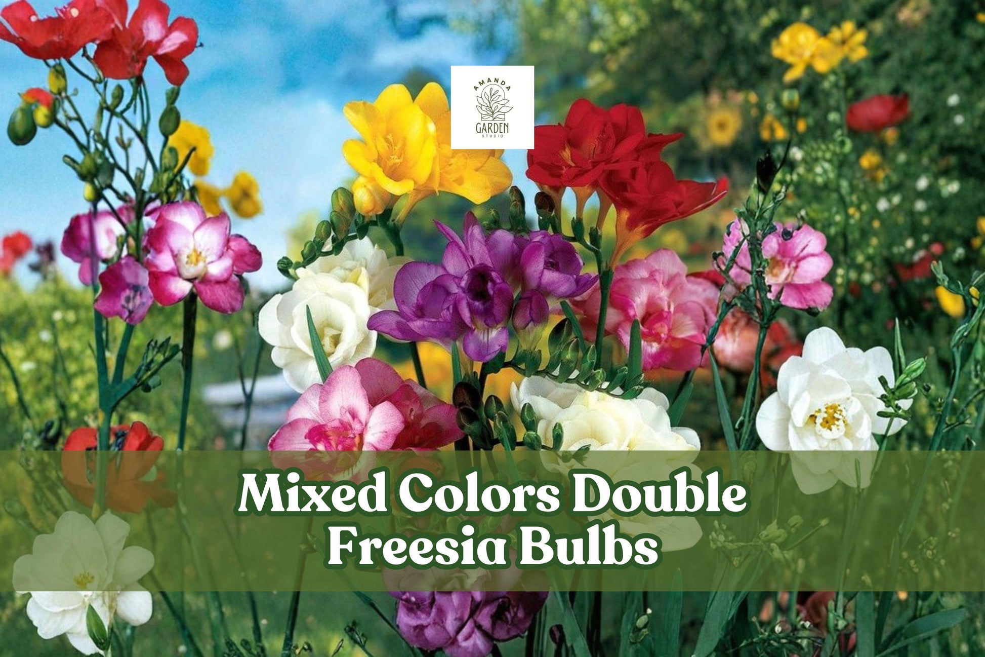 Double Freesia Bulbs, Fragrant Spring Flowers, Mixed Colors, Freesia hybrida, Perennial Bulb, Garden & Cut Flower