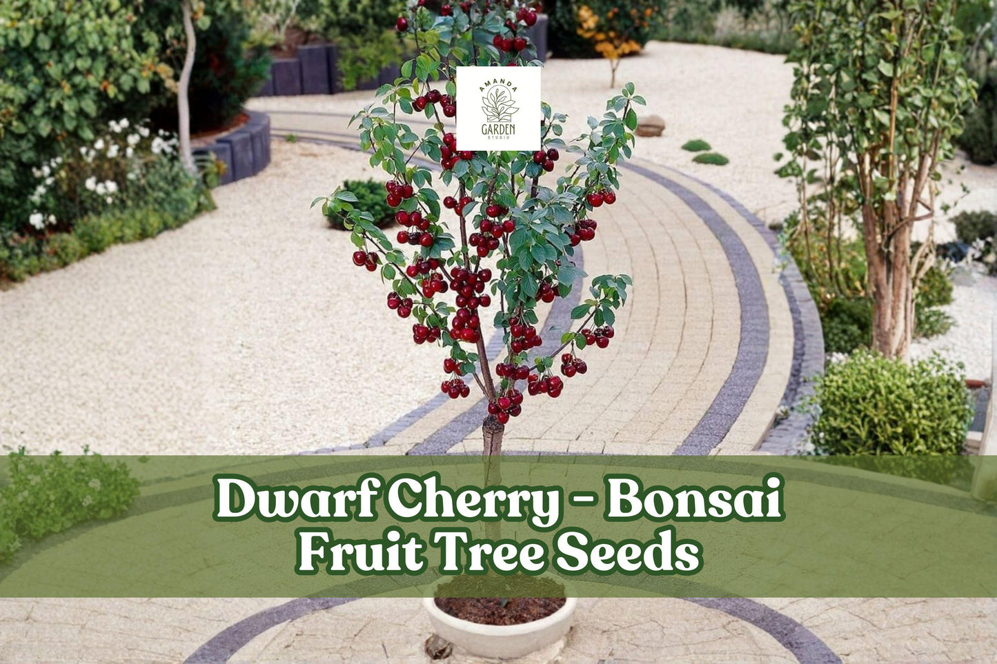 25 Dwarf Cherry Tree Seeds Prunus avium Bonsai Fruit Tree for Container & Small Garden