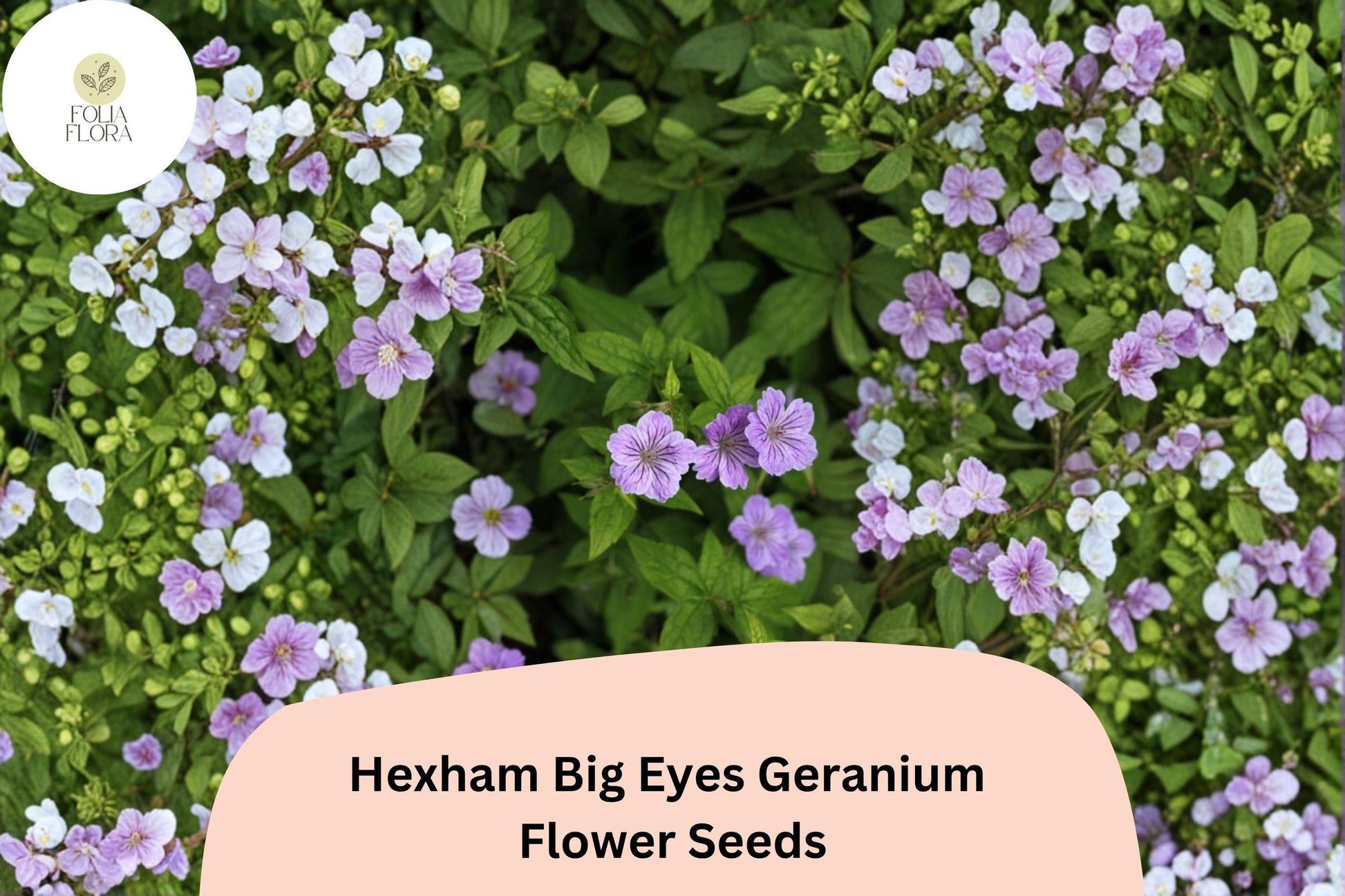 Hexham Big Eyes Geranium Seeds – Purple Perennial Flower, Garden Planting, Attracts Bees & Butterflies, Geranium x oxonianum, 25+ Seeds
