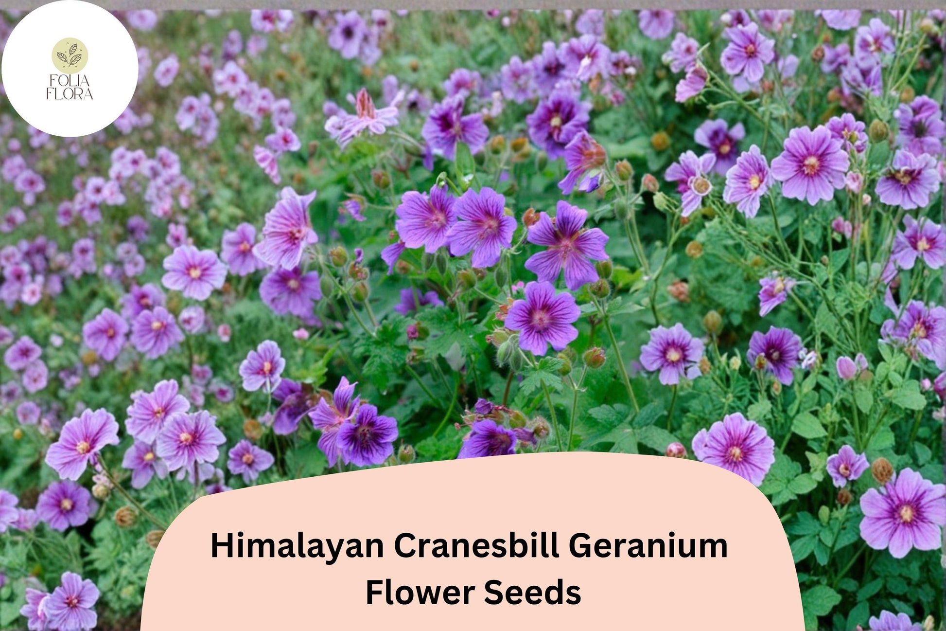 Himalayan Cranesbill Geranium Seeds – Purple Perennial Flower, Easy to Grow, Hardy Garden Plant, Geranium himalayense, 25+ Seeds