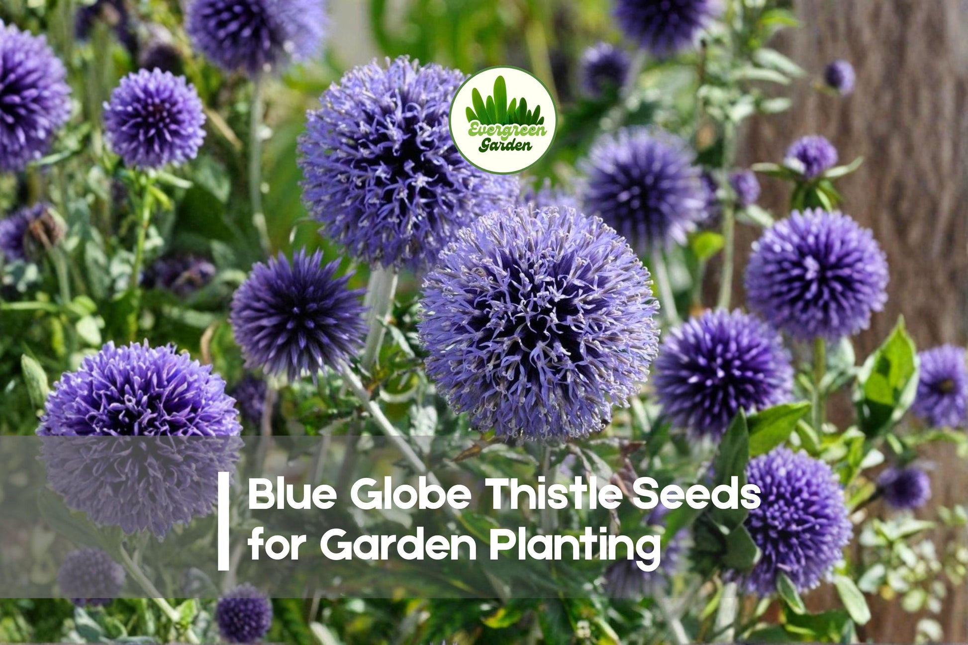 Blue Globe Thistle Seeds | 200+ Blue Globe-Shaped Blooms | Echinops ritro Perennial for Borders & Pollinator Gardens