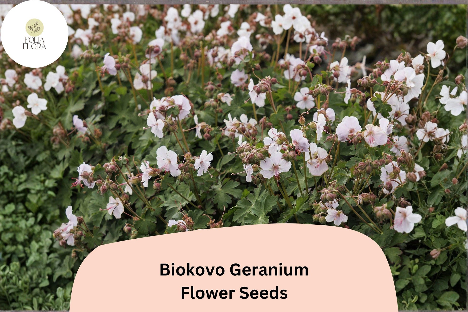 Biokovo White Geranium Seeds, Hardy Perennial Pelargonium × hortorum, White Blooms, Easy to Grow, 25+ Seeds