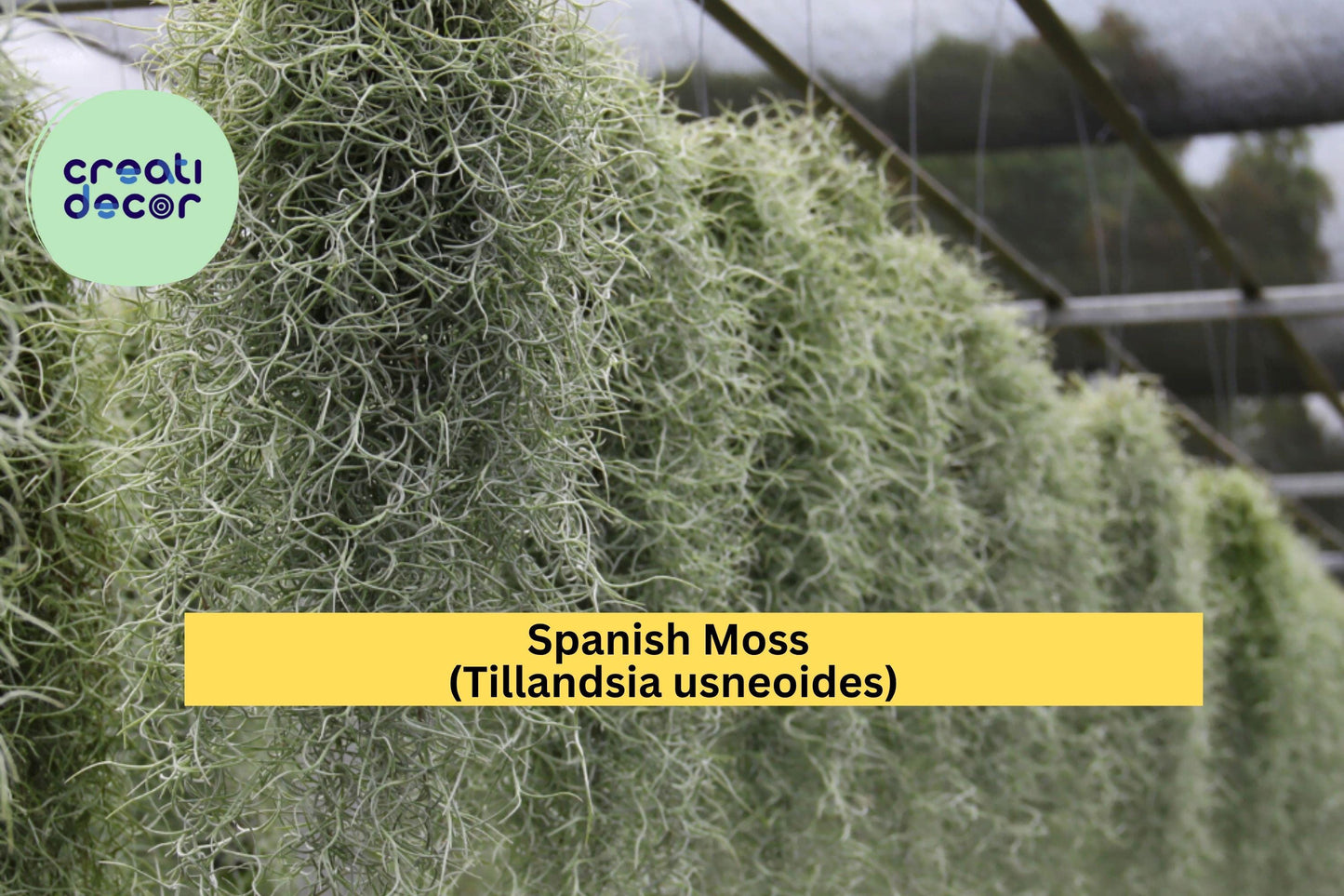 Fresh Spanish Moss Air Plant – Tillandsia usneoides, Gray-Green Epiphyte for Terrariums, Home Décor & Crafts