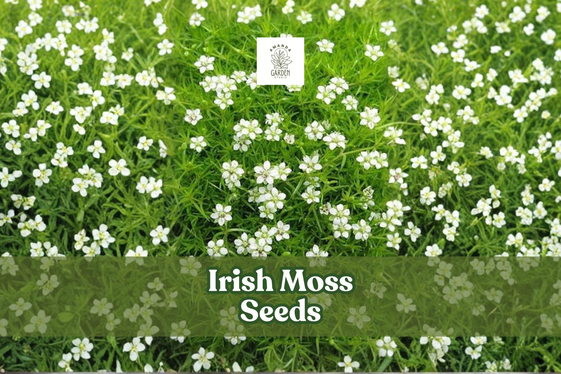 Irish Moss Seeds, Sagina Subulata Ground Cover, 200 Seeds, Low-Growing Evergreen Plant for Landscaping and Rock Gardens