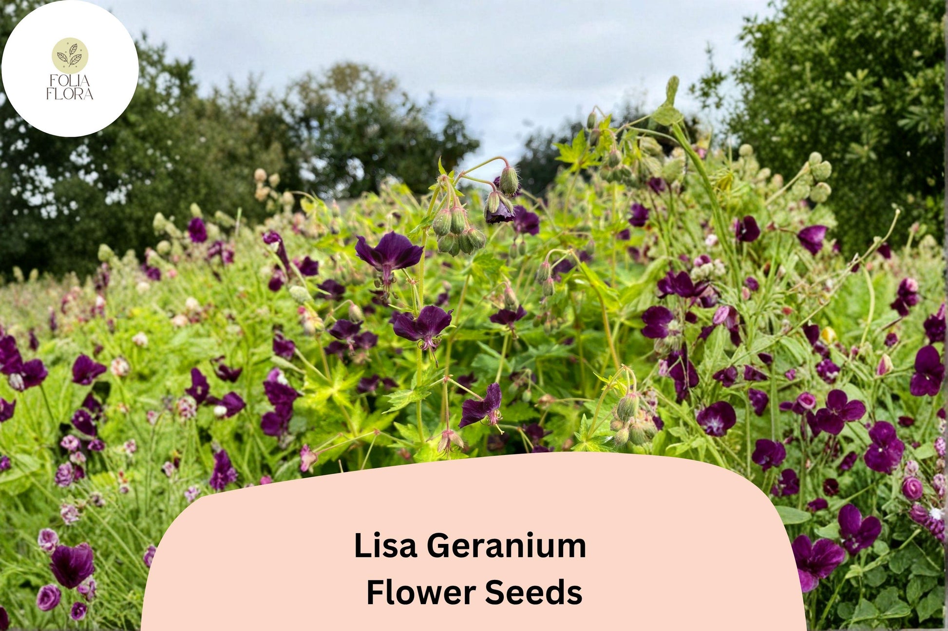 25+ Lisa Geranium Seeds – Purple Flowers, Hardy Perennial, Pollinator Friendly, Geranium 'Lisa' for Garden Beds & Containers