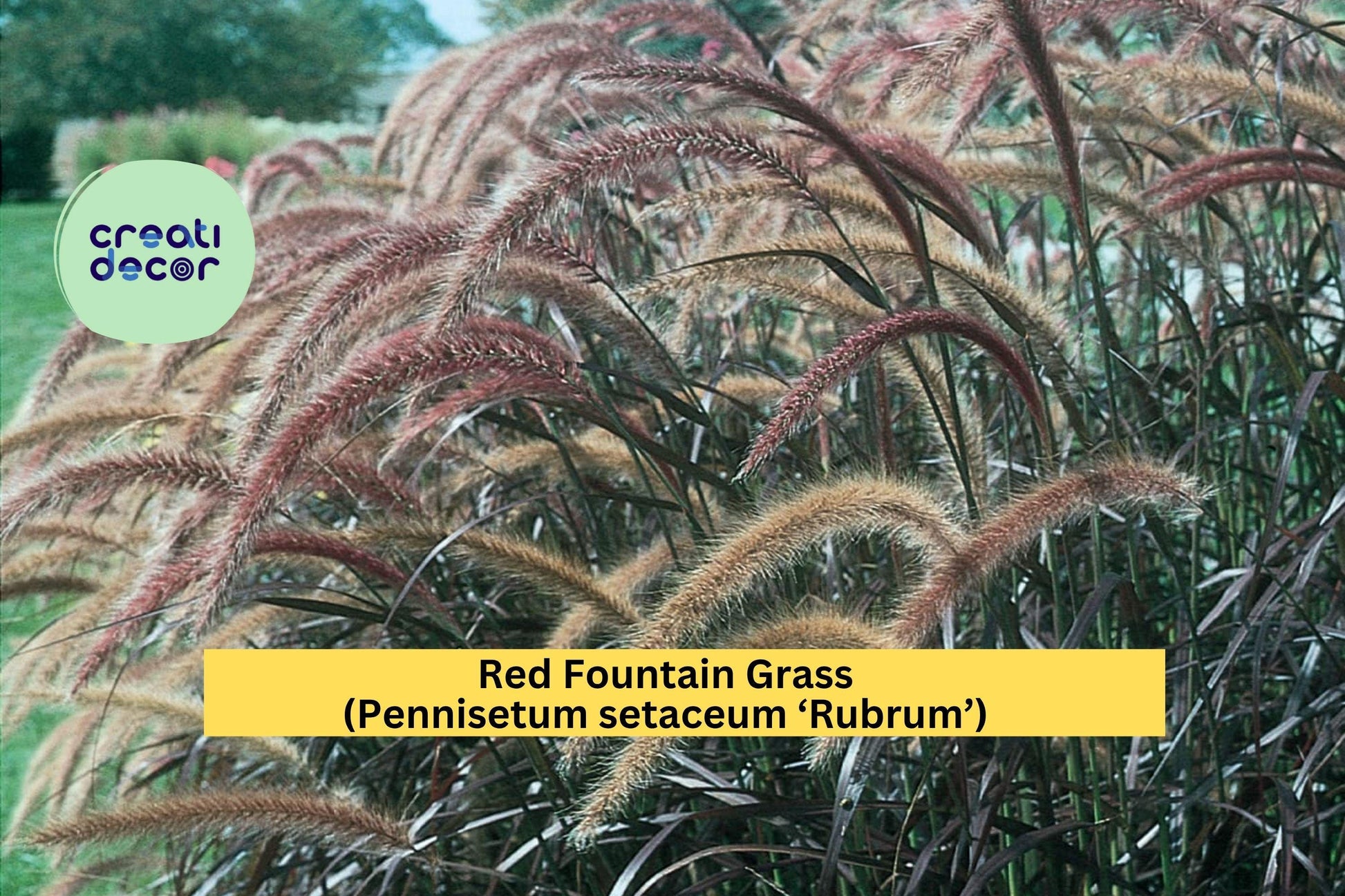 Red Fountain Grass Live Starter Plug – Pennisetum setaceum ‘Rubrum’ – Ornamental Grass for Borders & Landscaping