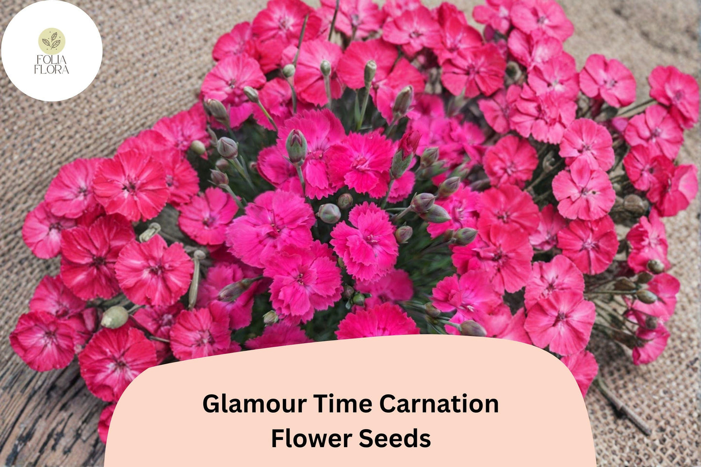 200+ Glamour Time Carnation Seeds - Bright Pink Fragrant Dianthus Perennial for Garden Borders & Containers